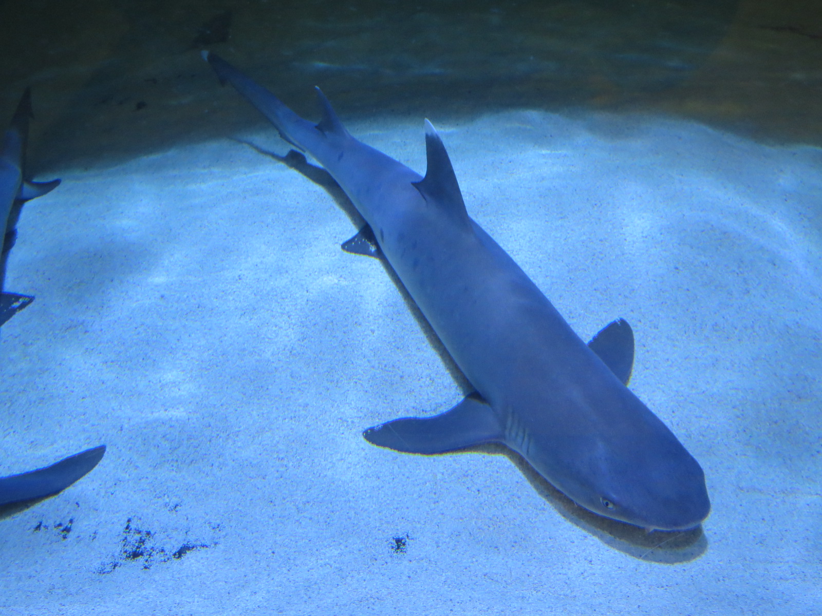 Coastal Sharks Exhibit