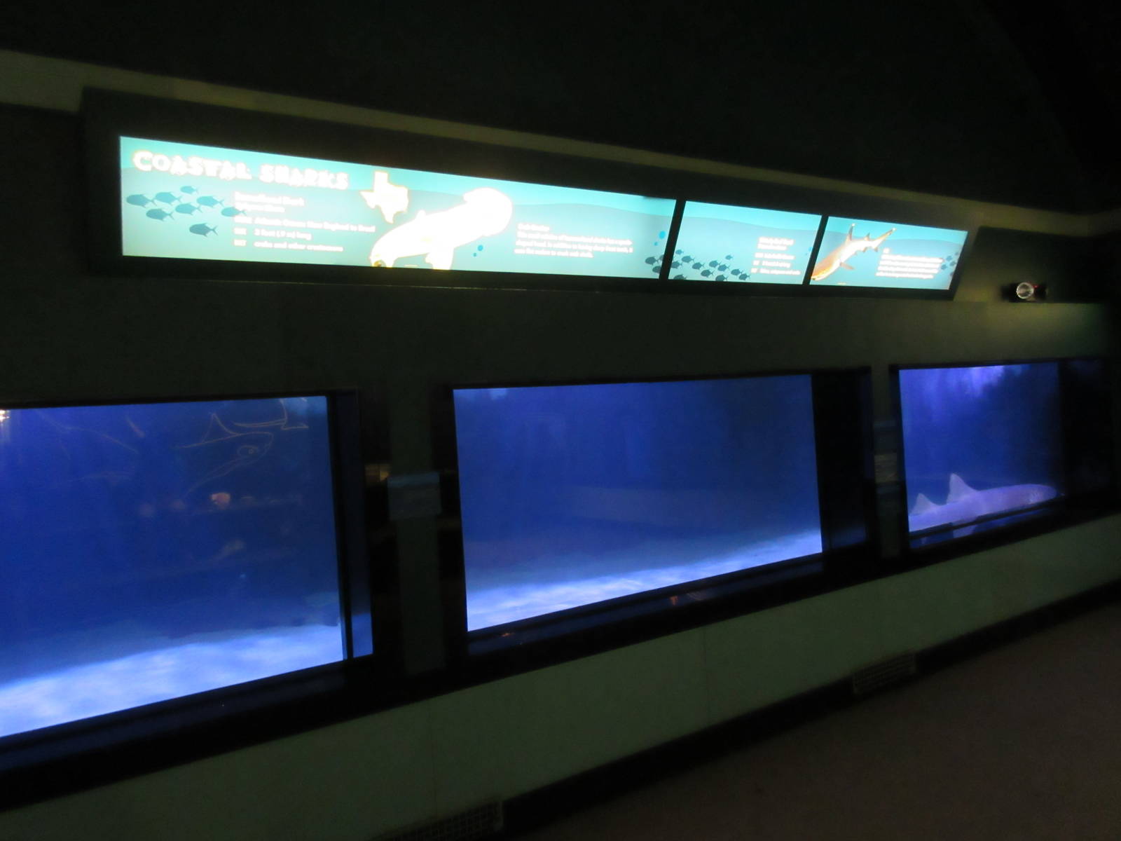 Coastal Sharks Exhibit