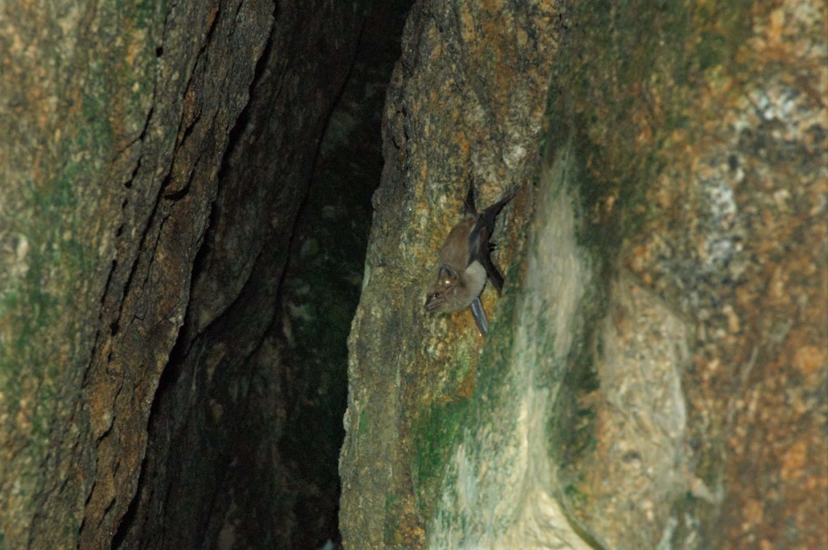 Coastal Sheath-tailed Bat (Taphozous australis)