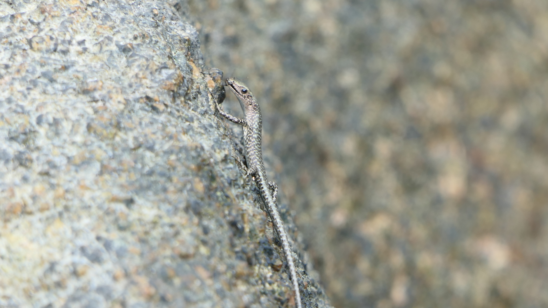 Coastal Snake-eyed Skink (Cryptoblepharus litoralis)
