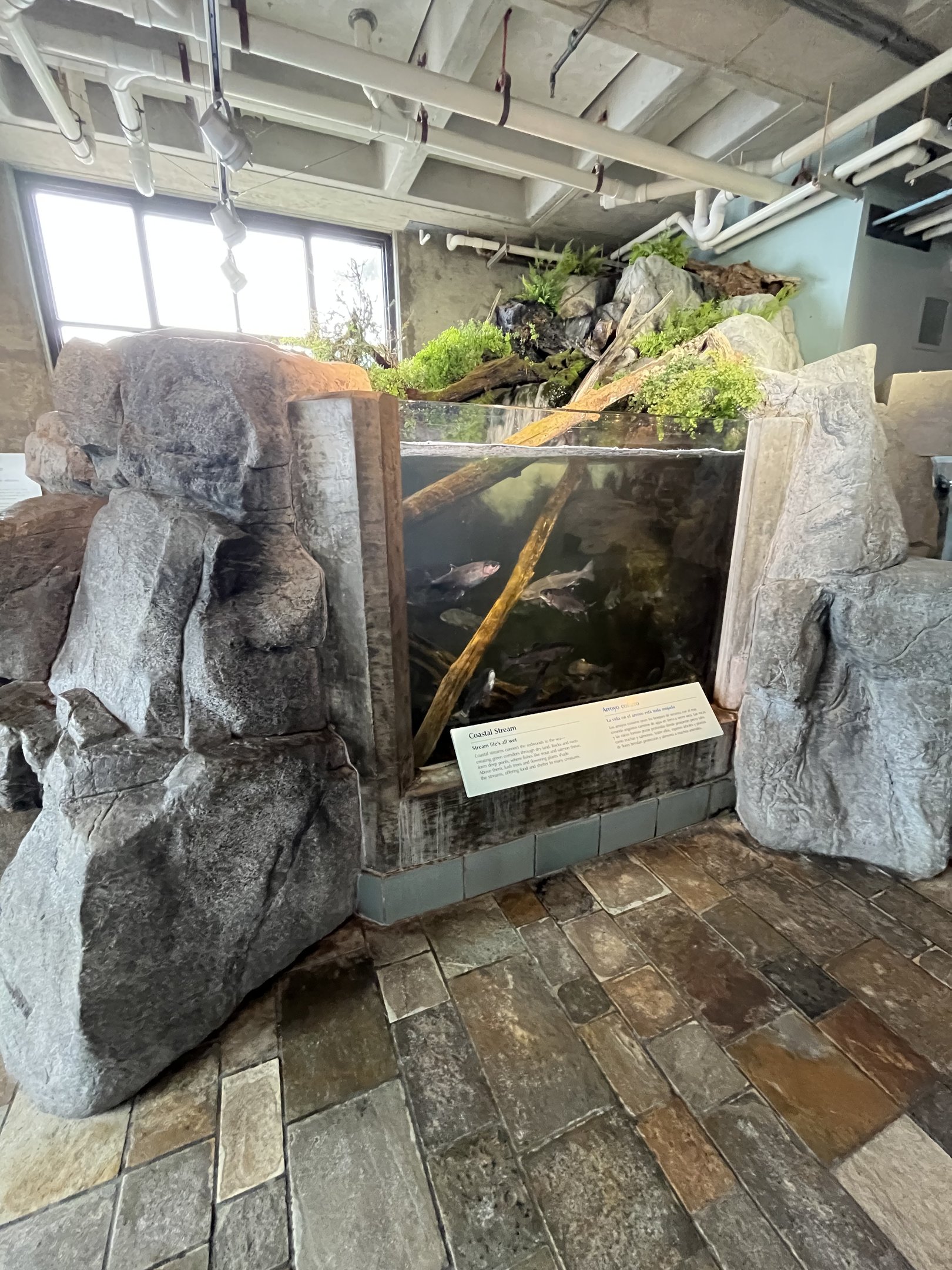 Coastal Stream Exhibit