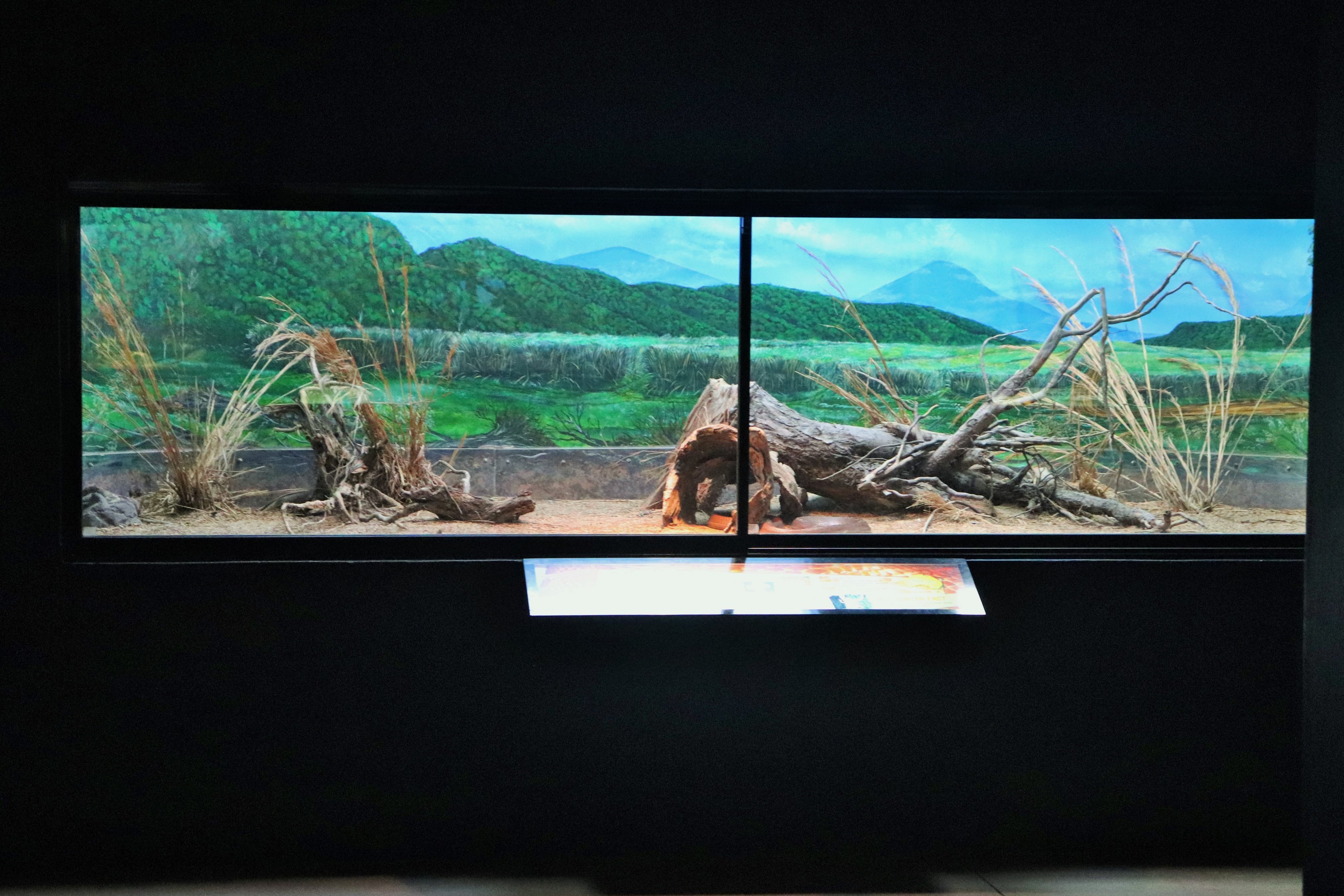 Coastal Taipan Enclosure