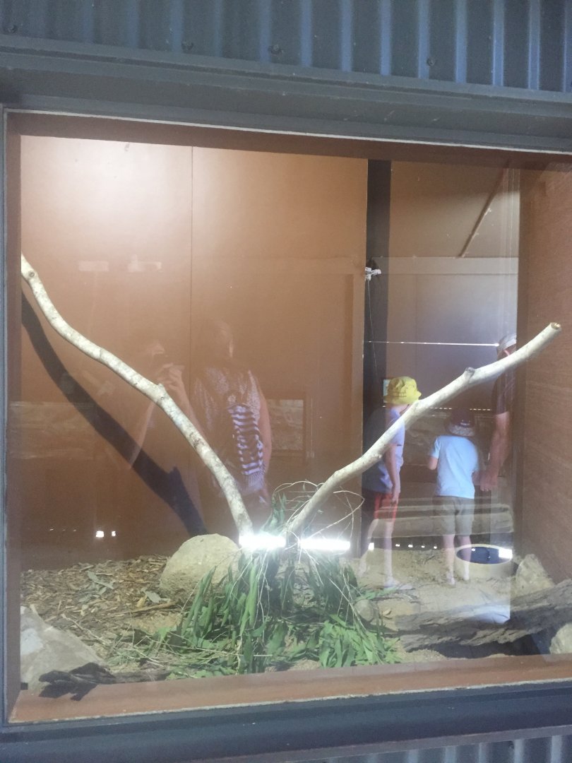 Coastal Taipan Enclosure