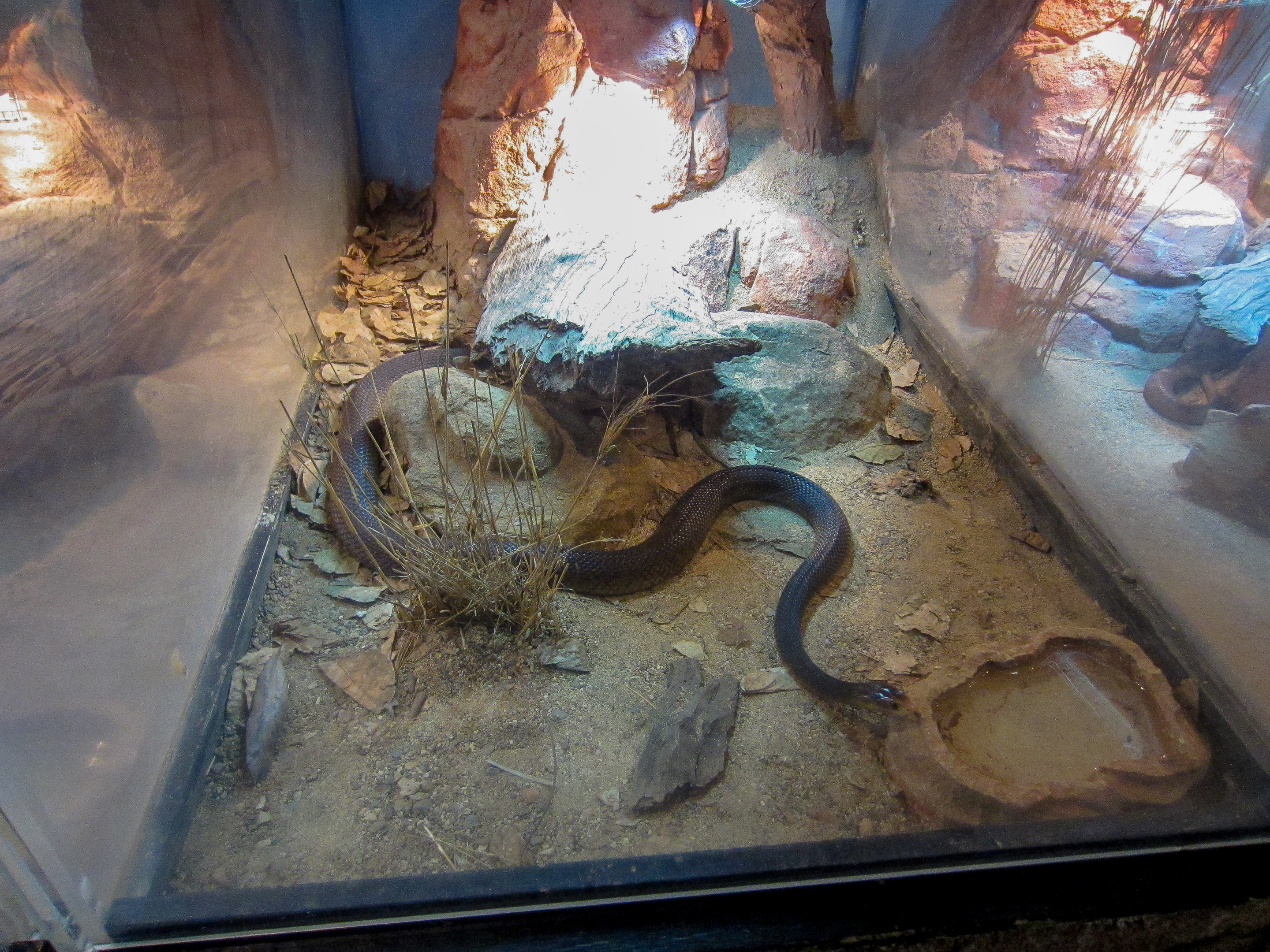 Coastal Taipan enclosure