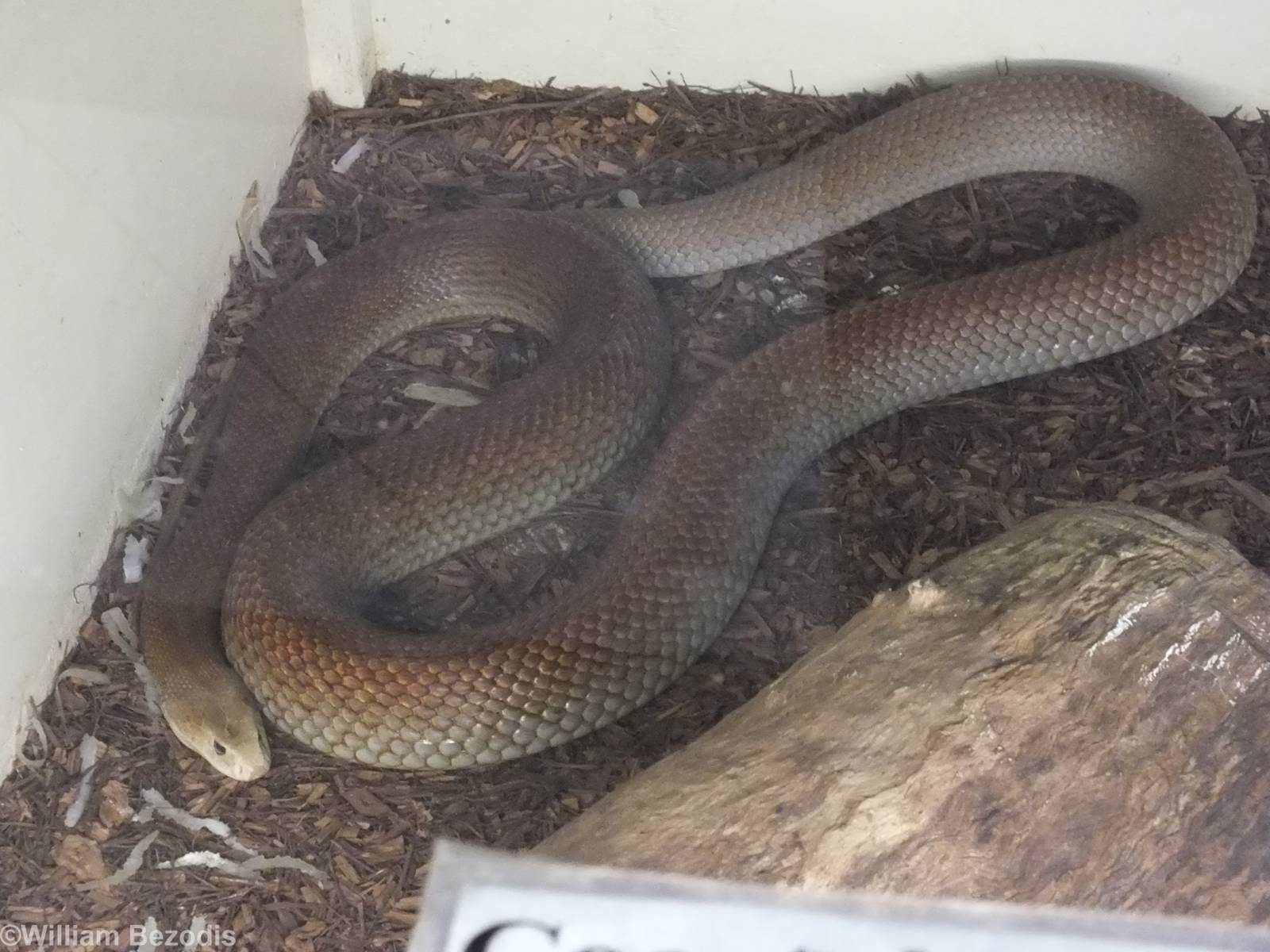 Coastal Taipan (Nominate Subspecies)