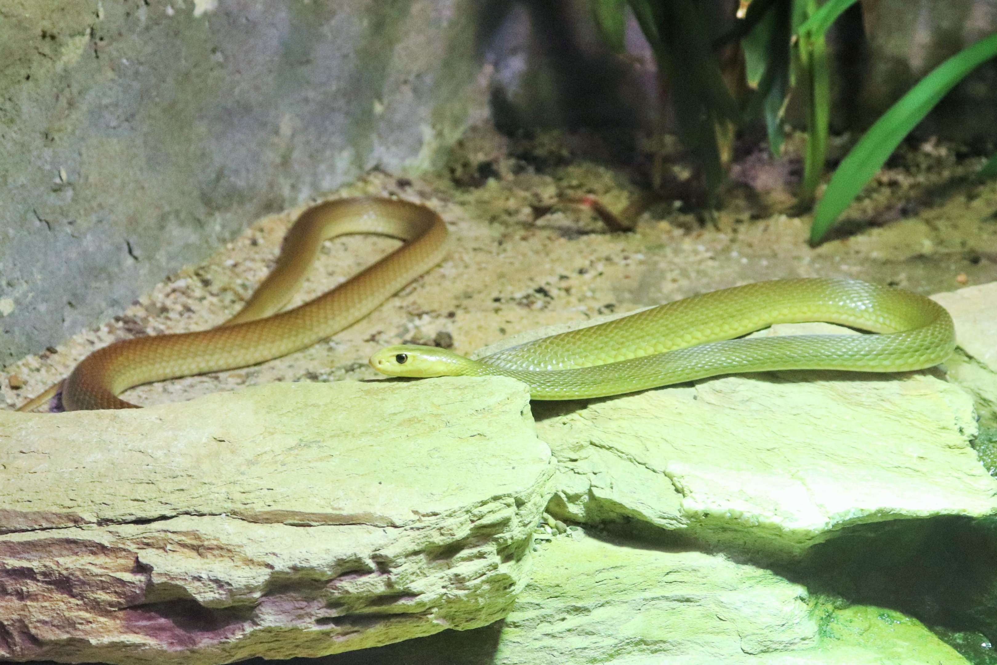 Coastal Taipan (Oxyuranus scutellatus)
