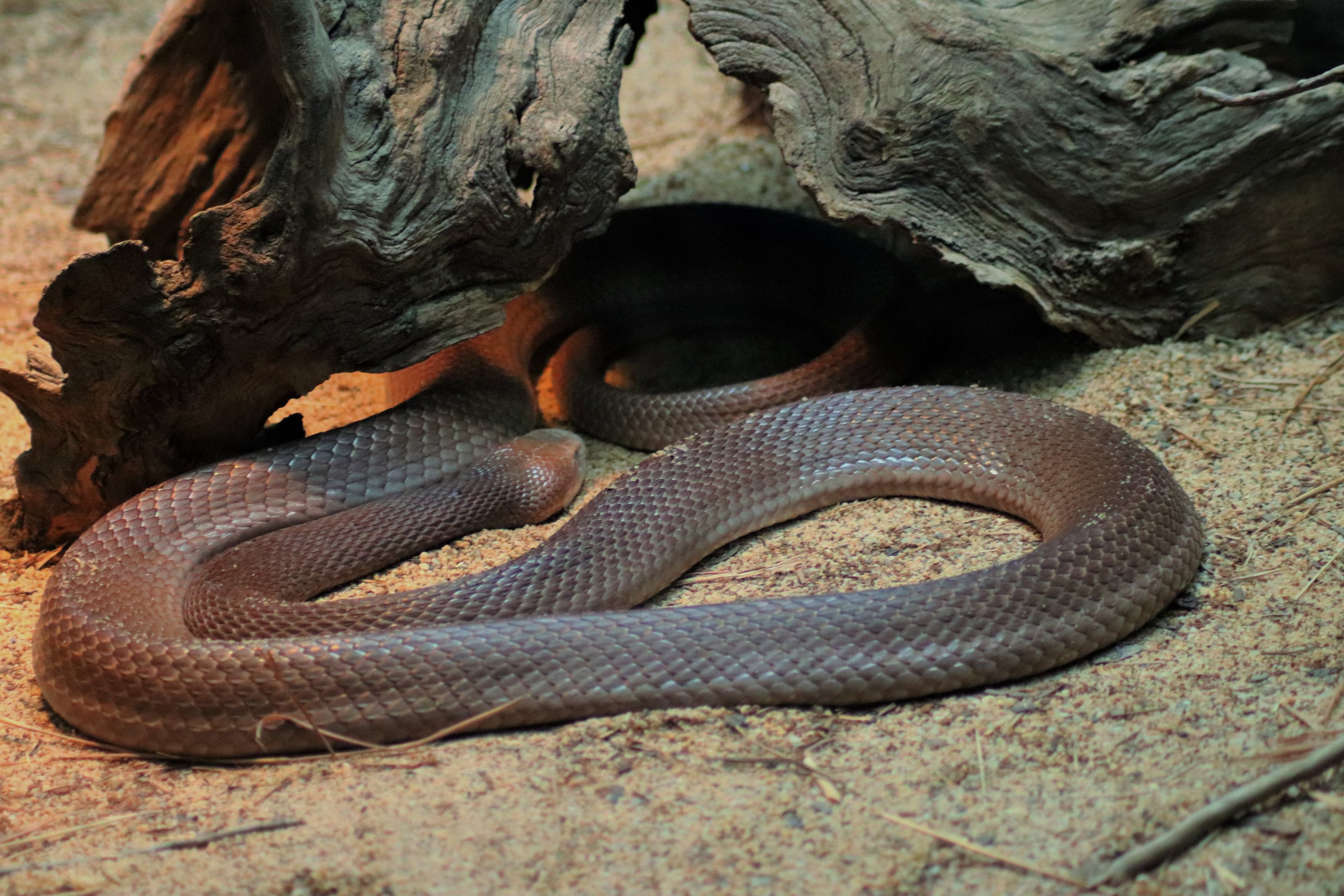 Coastal Taipan (Oxyuranus scutellatus)