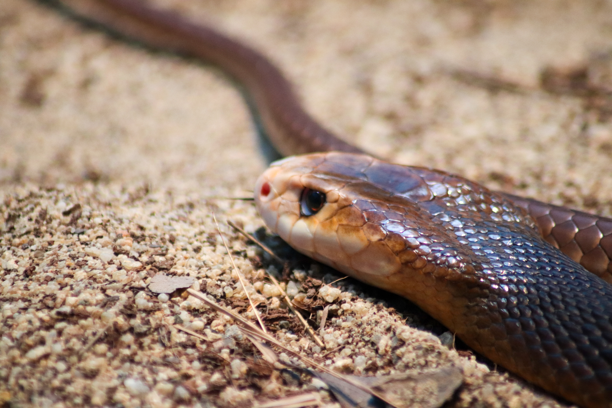 Coastal Taipan (Oxyuranus scutellatus)