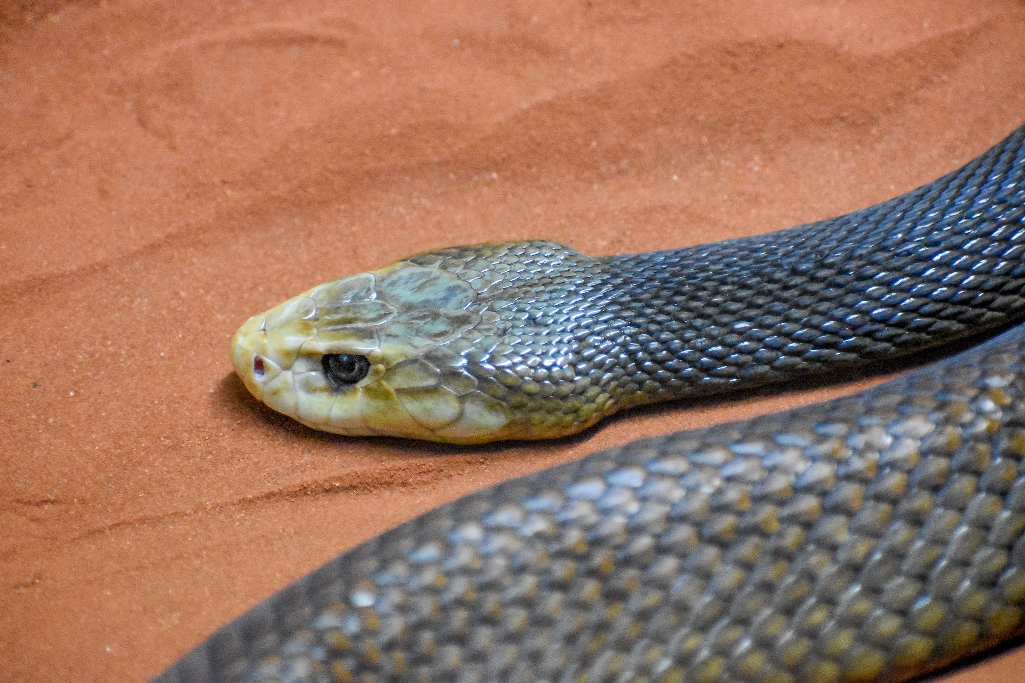 Coastal Taipan (Oxyuranus scutellatus)