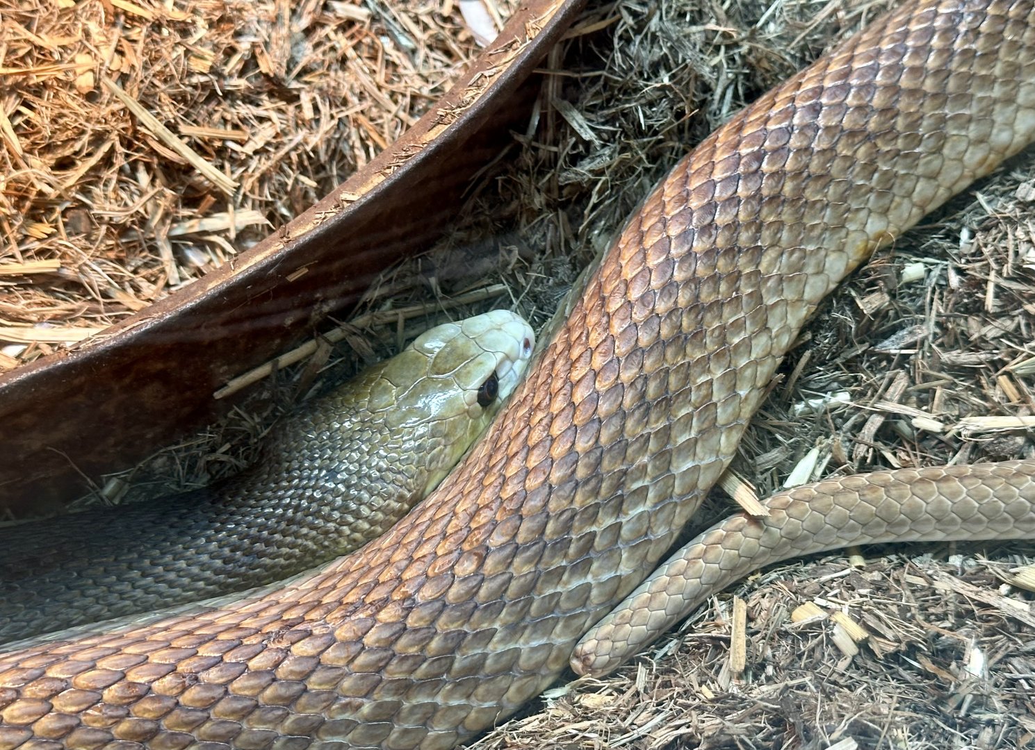 Coastal taipan (Oxyuranus scutellatus)