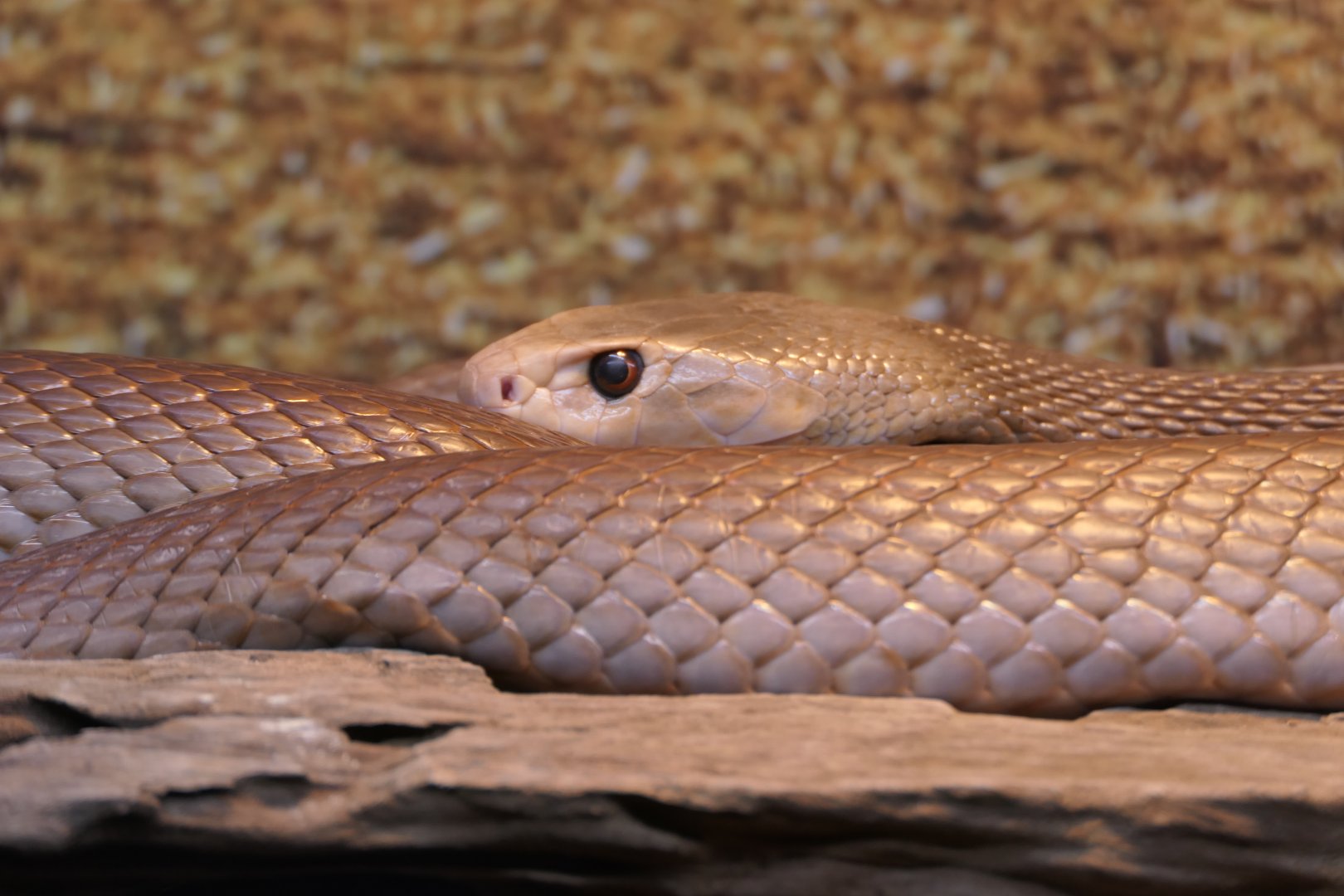 Coastal Taipan (Oxyuranus scutellatus)