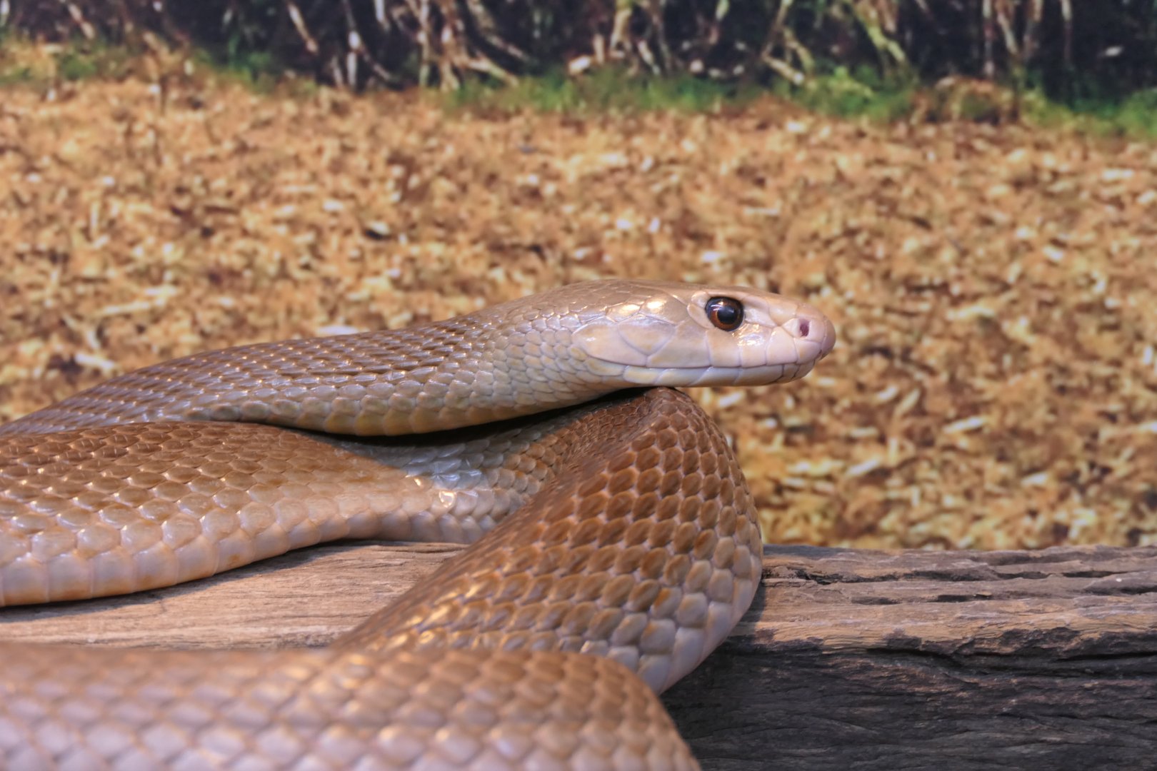 Coastal Taipan (Oxyuranus scutellatus)