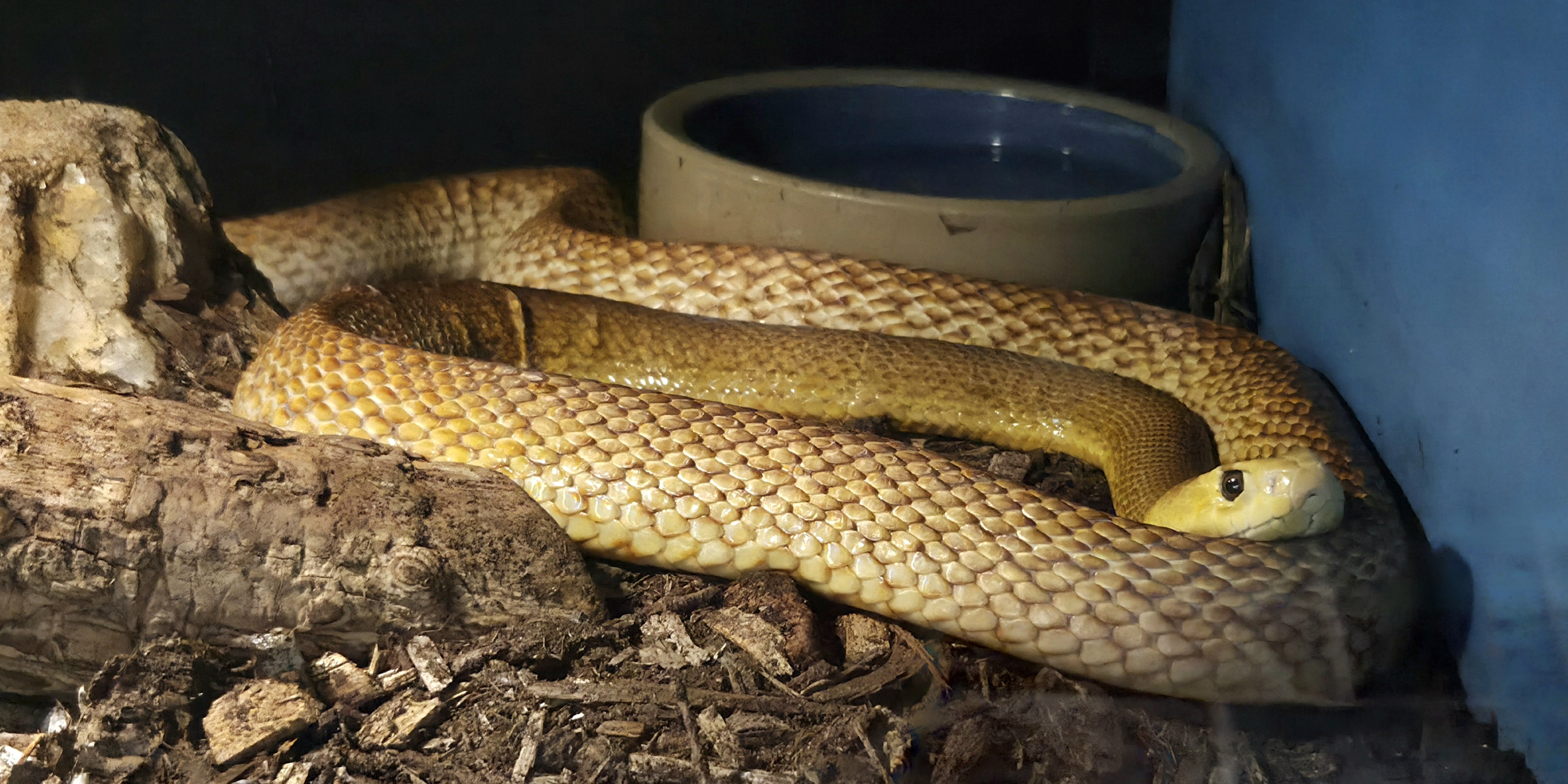 Coastal Taipan-Reptile Gardens