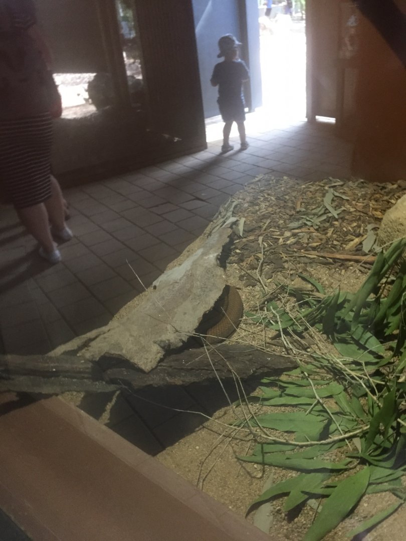 Coastal Taipan under sheet of metal