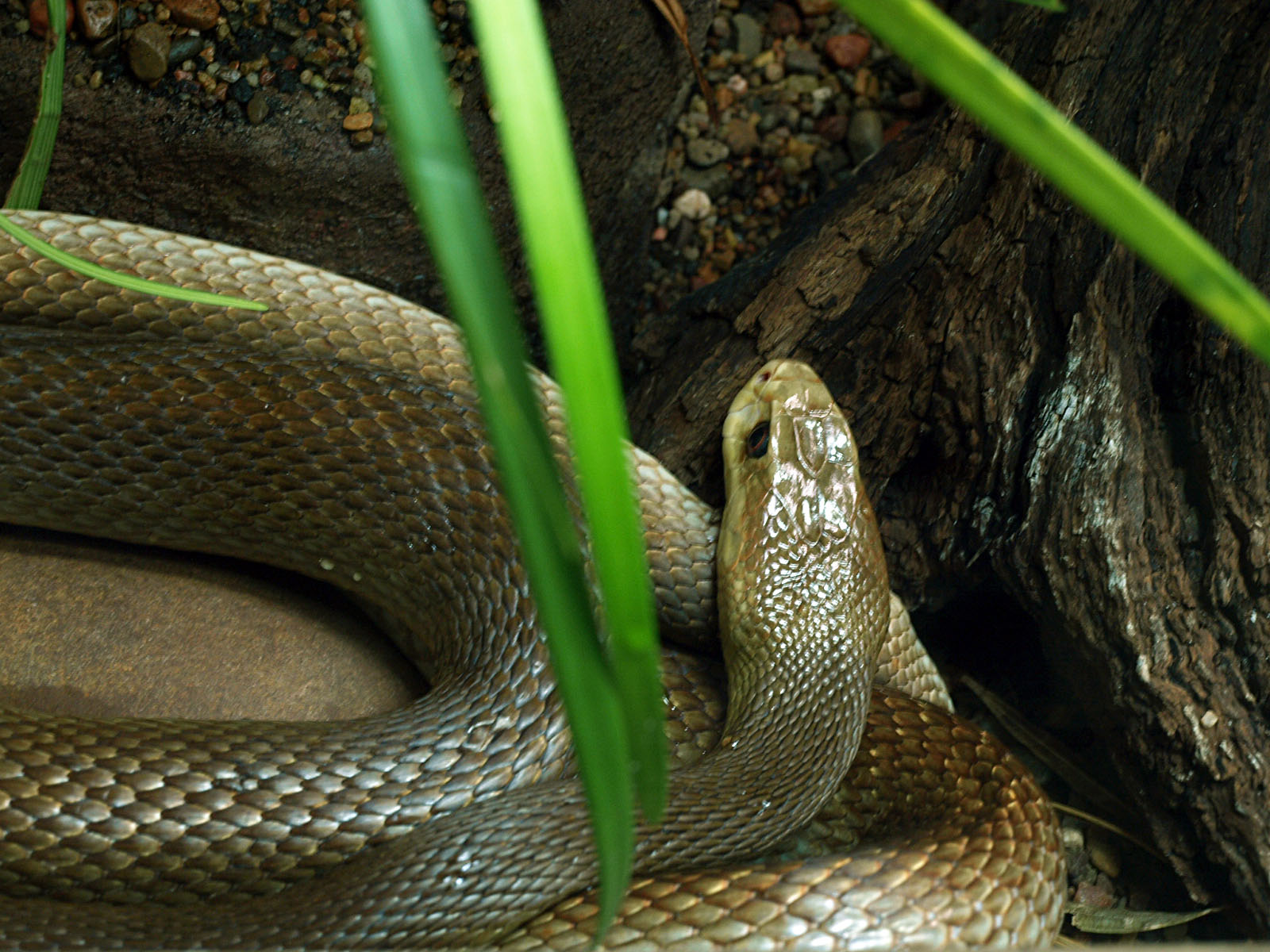 Coastal taipan