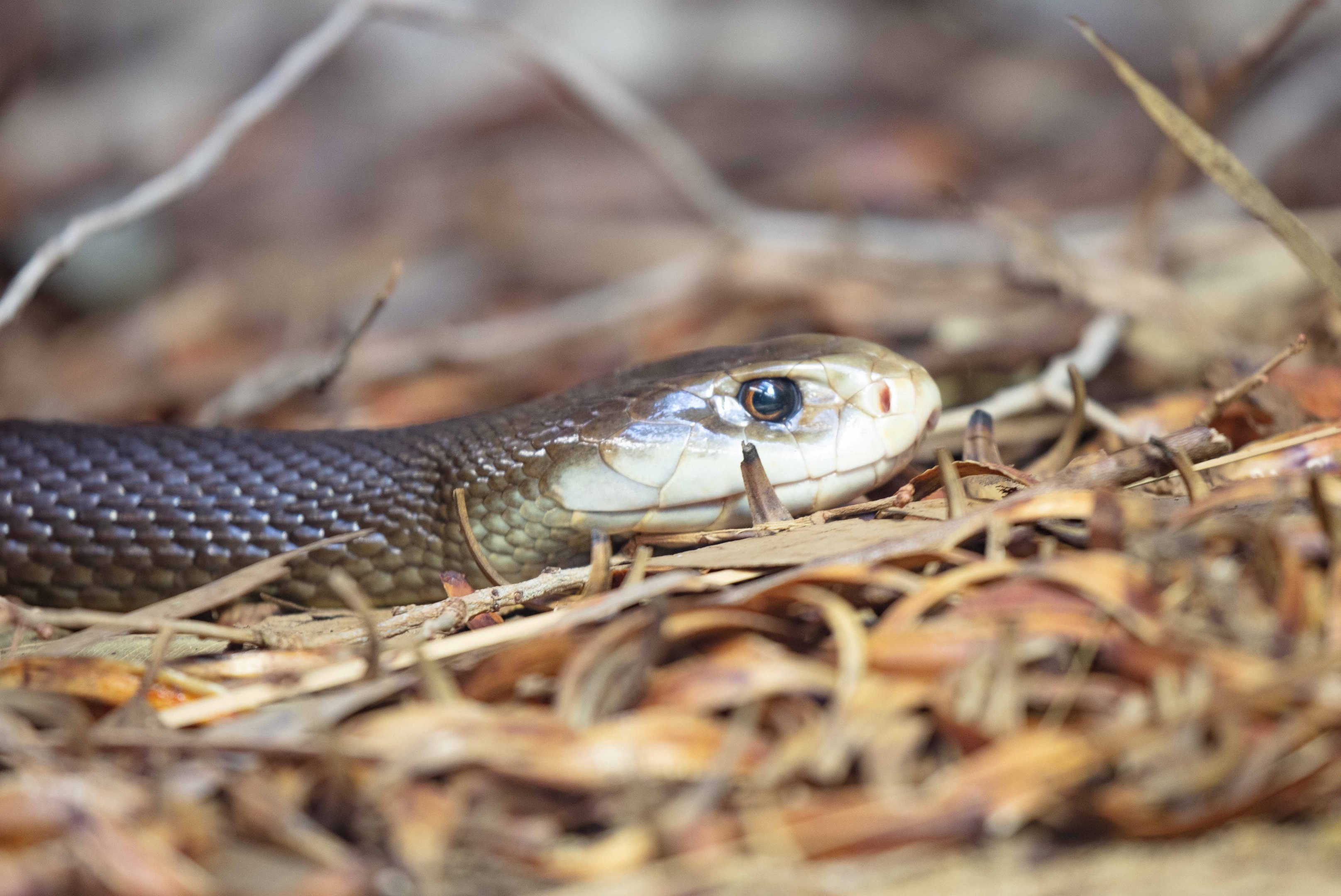 Coastal Taipan