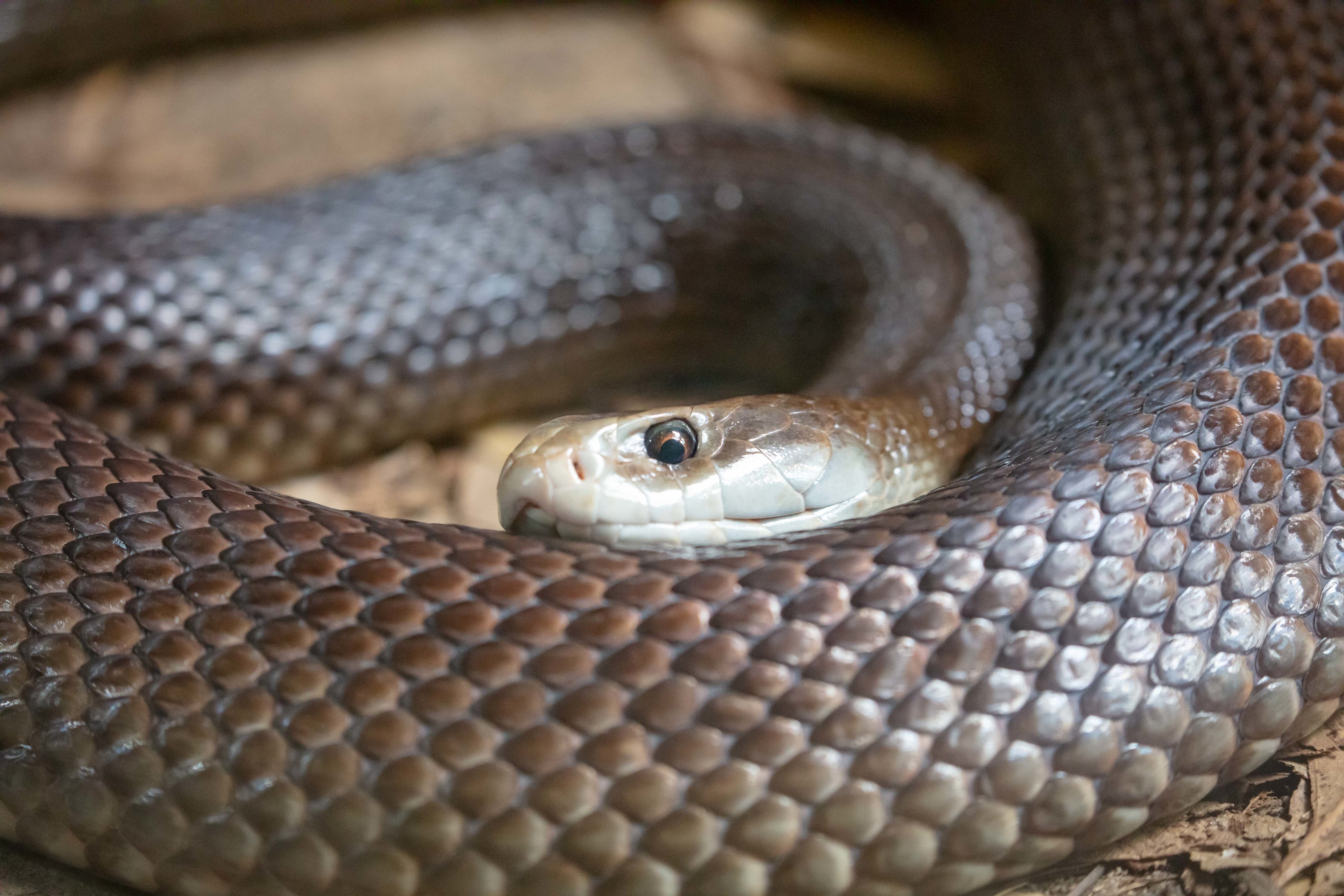Coastal Taipan