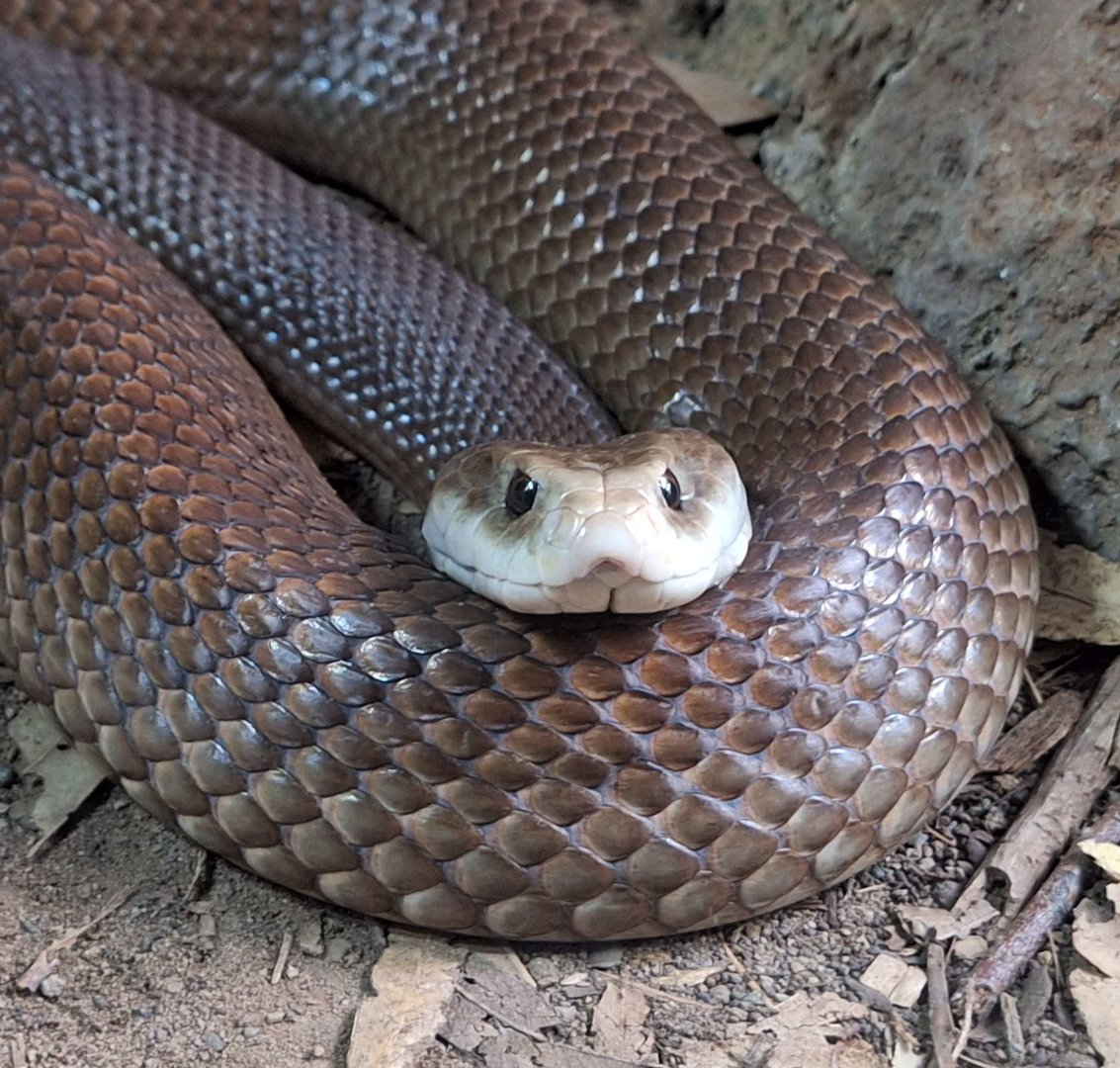 Coastal Taipan