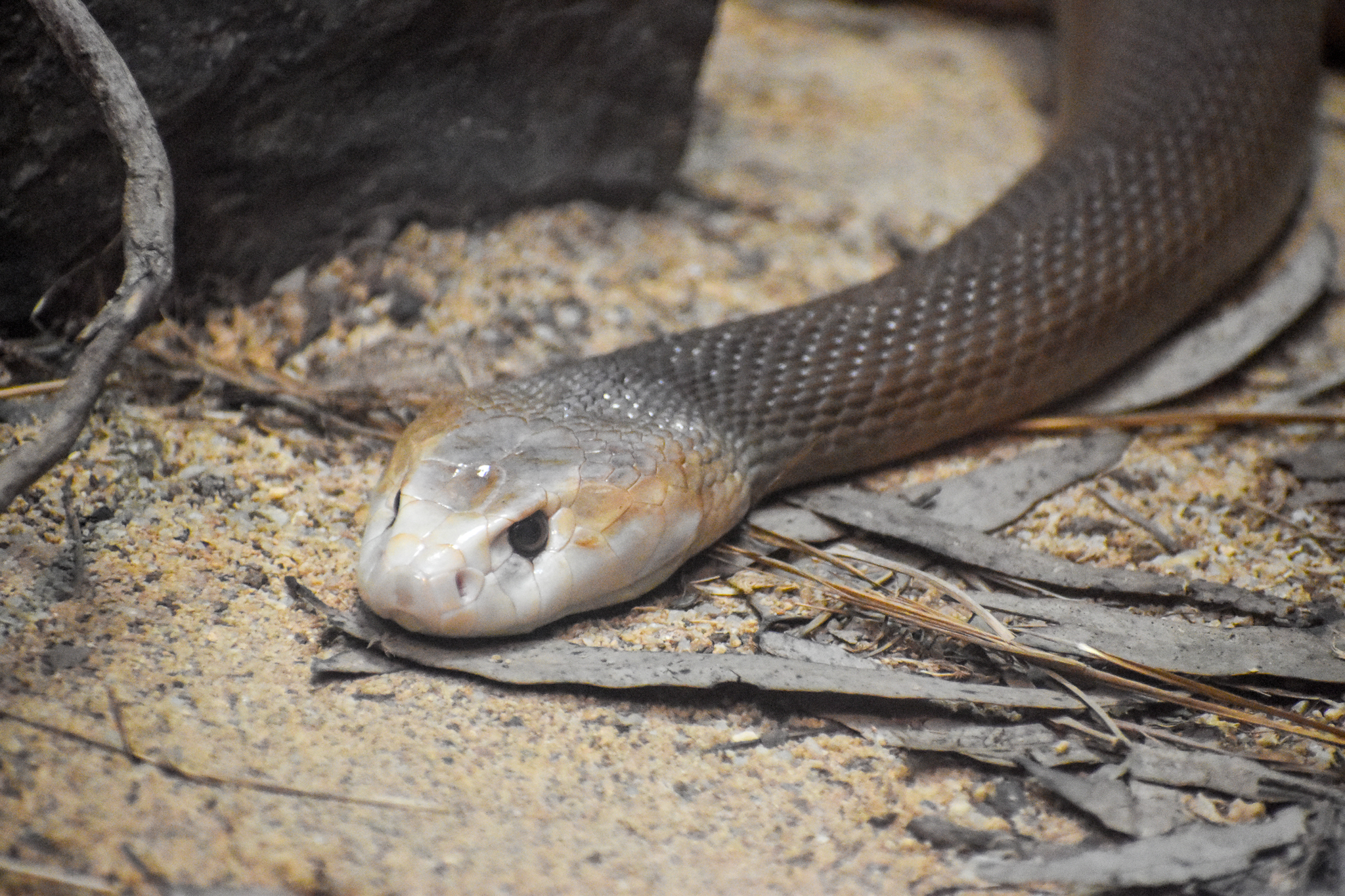 Coastal Taipan