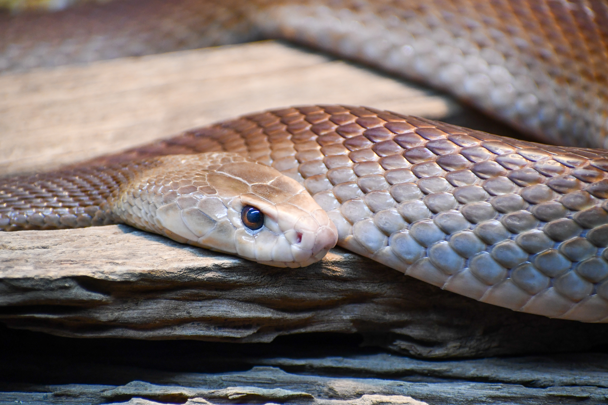 Coastal Taipan