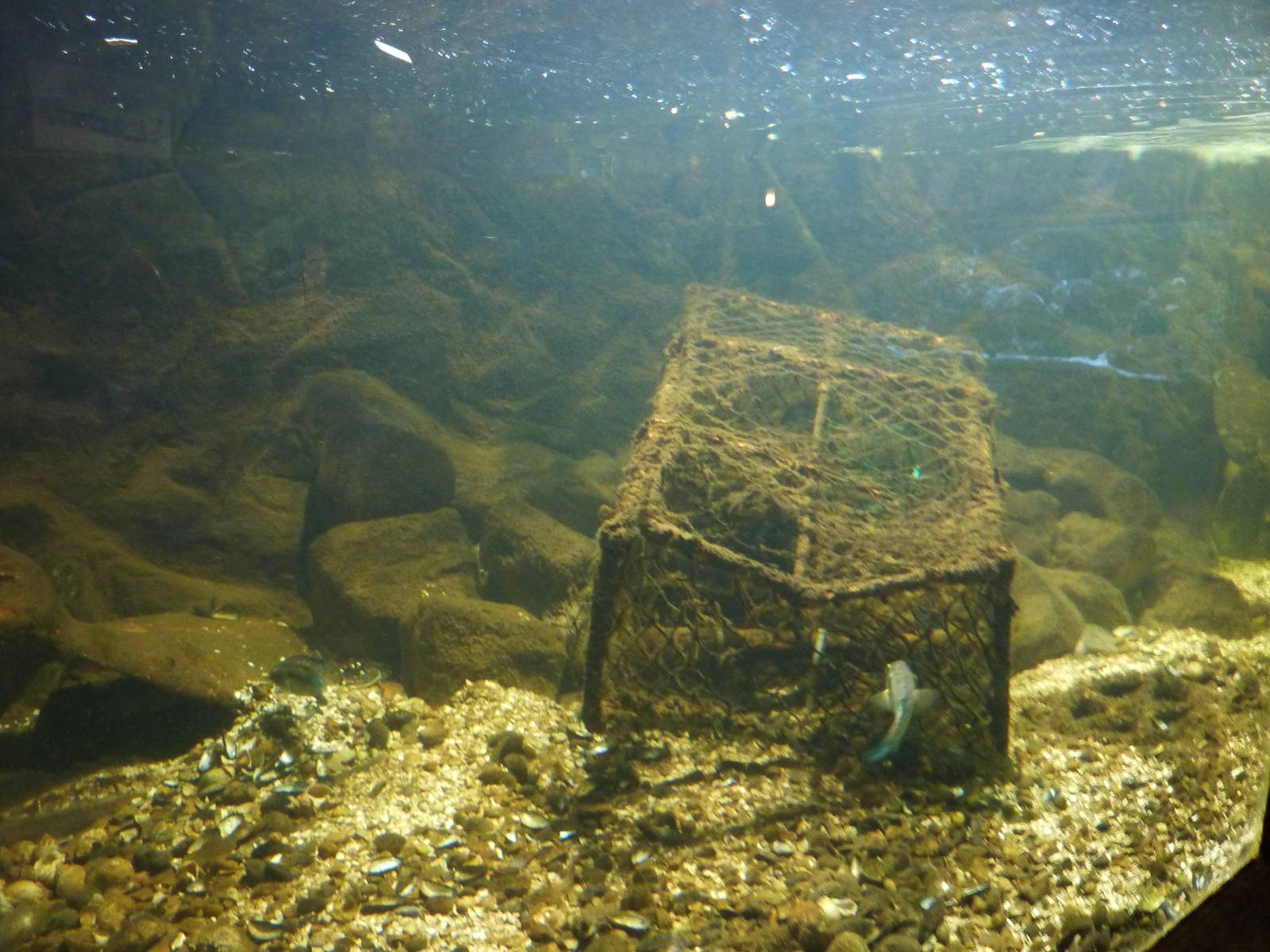 Coastal tank - 24th August 2012