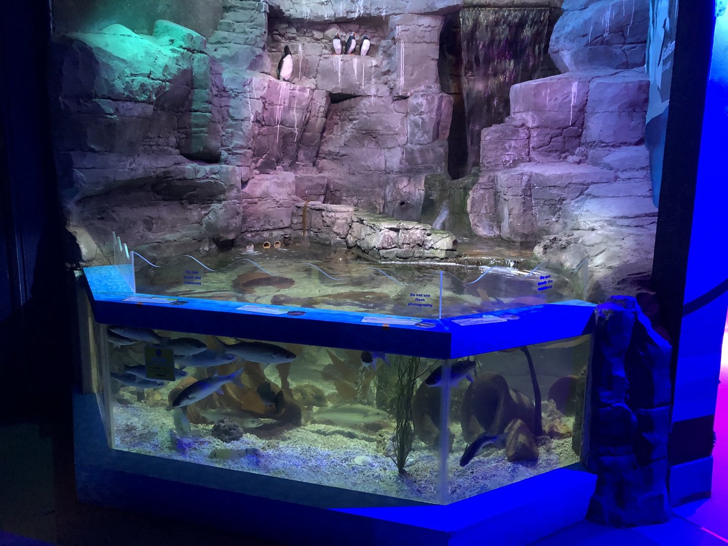 Coastal Tank at SEA LIFE Scarborough (September 2022)