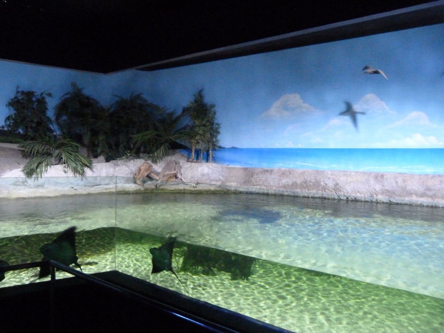 Coastal tank -Zoo Aquarium de Madrid (2025)