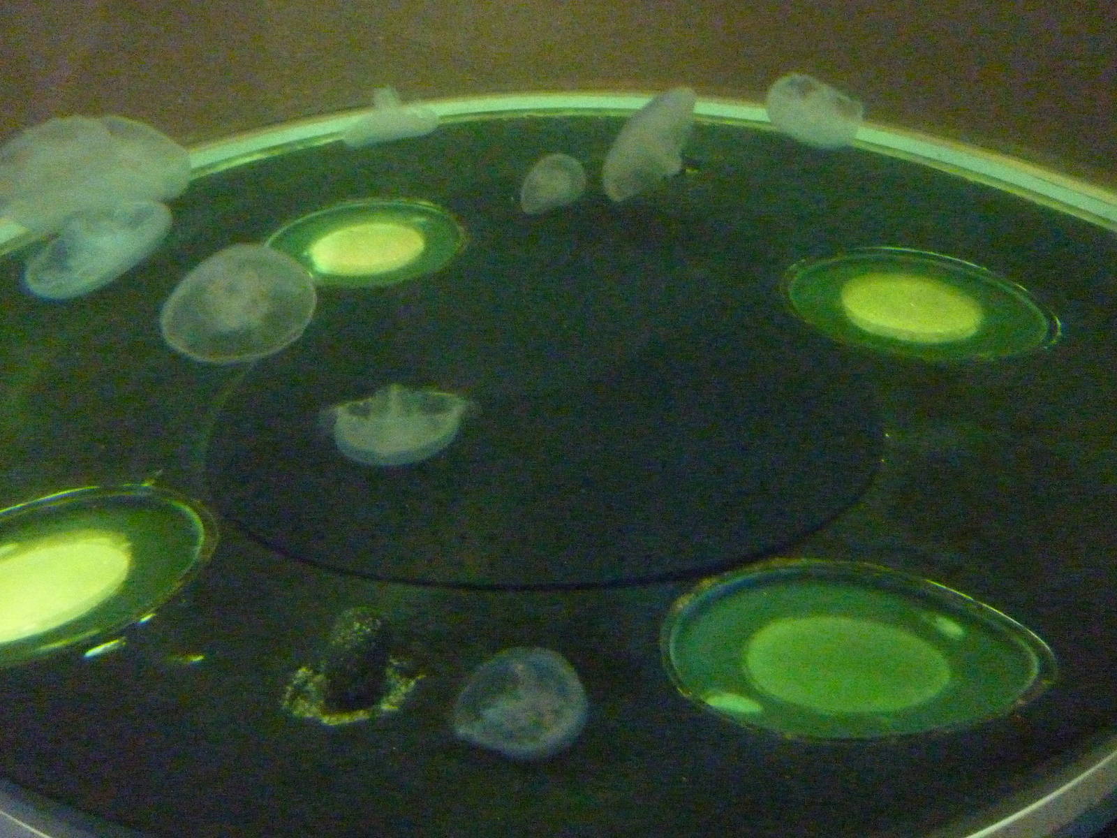 Coastal Waters Exhibits