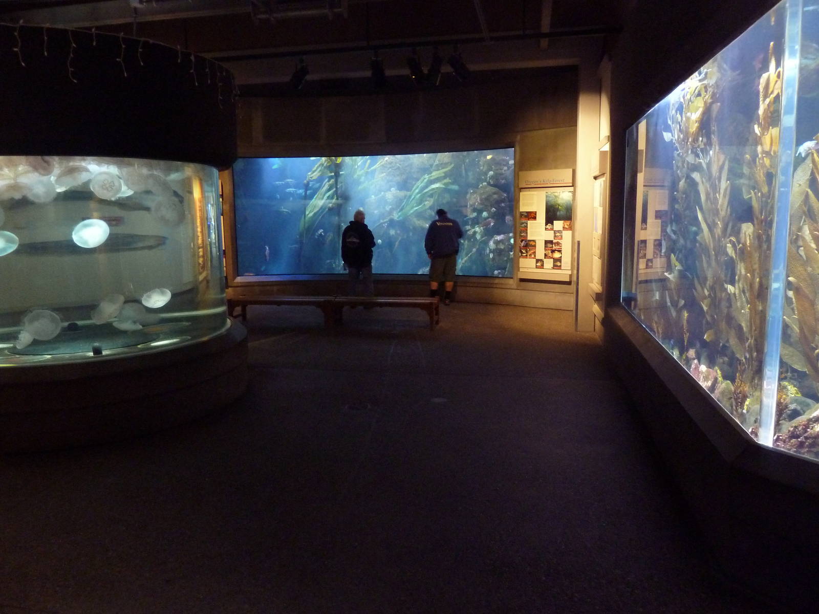 Coastal Waters Gallery - 3 Huge Tanks