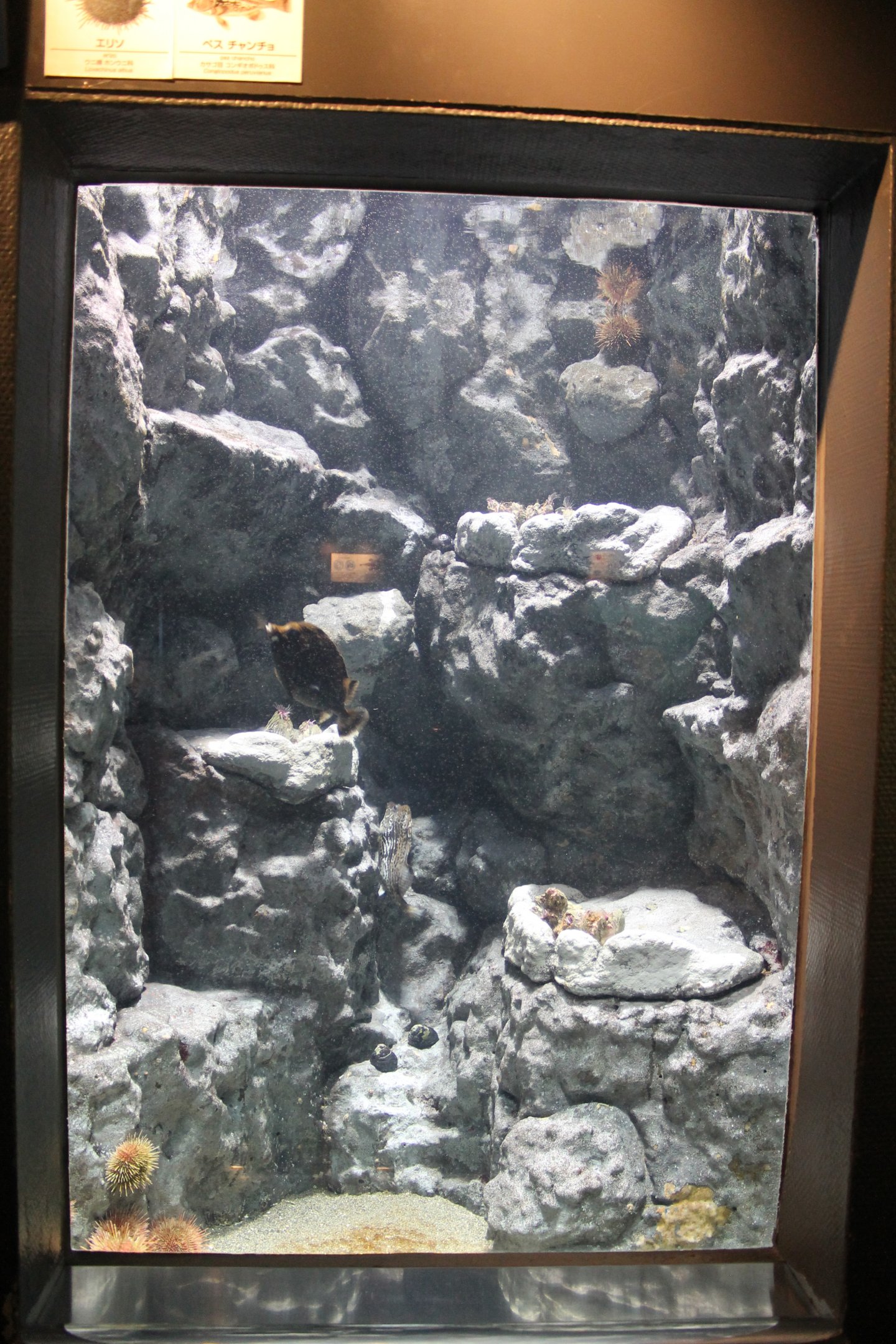 Coastal Waters of Chile