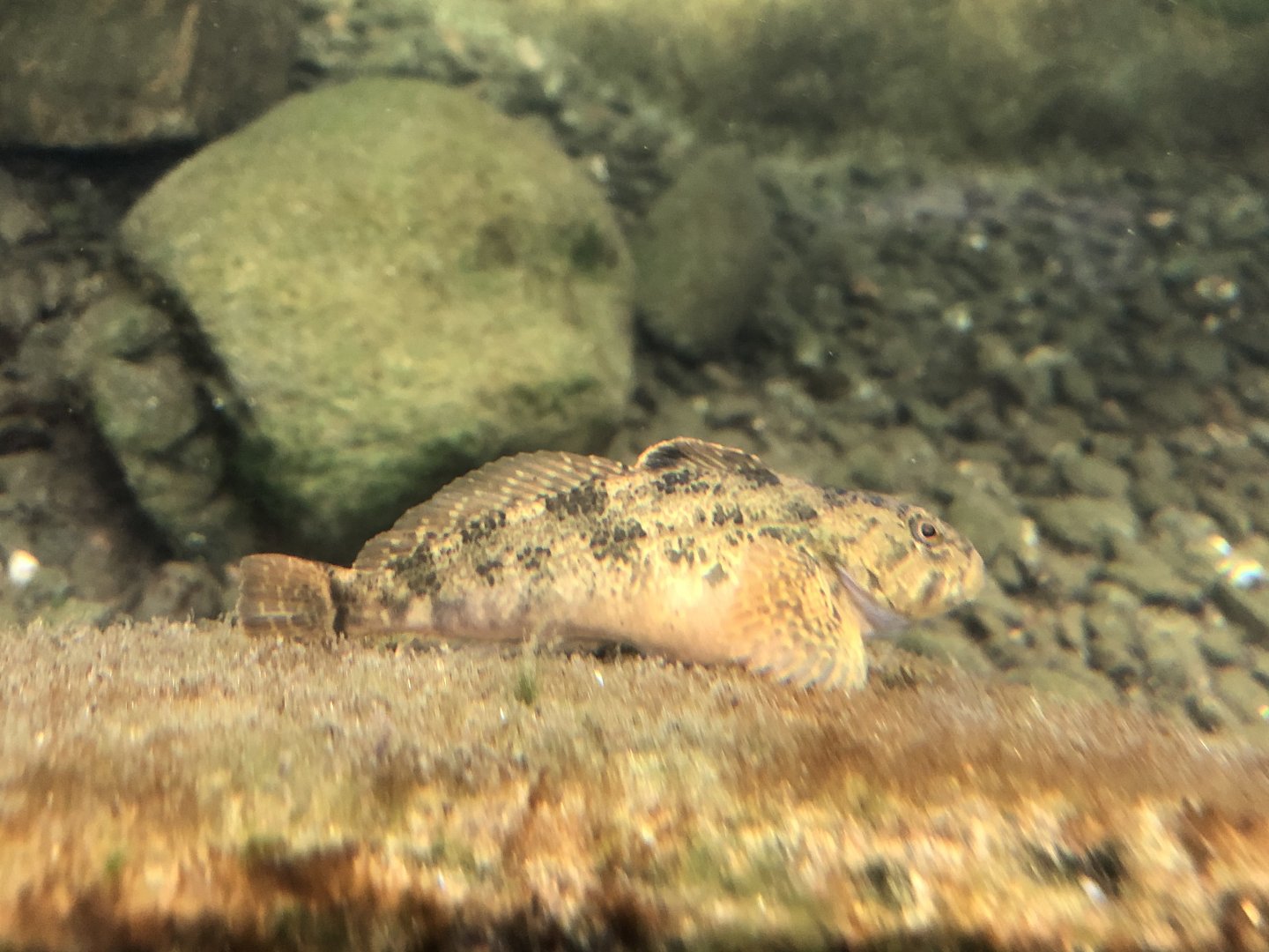 Coastrange sculpin