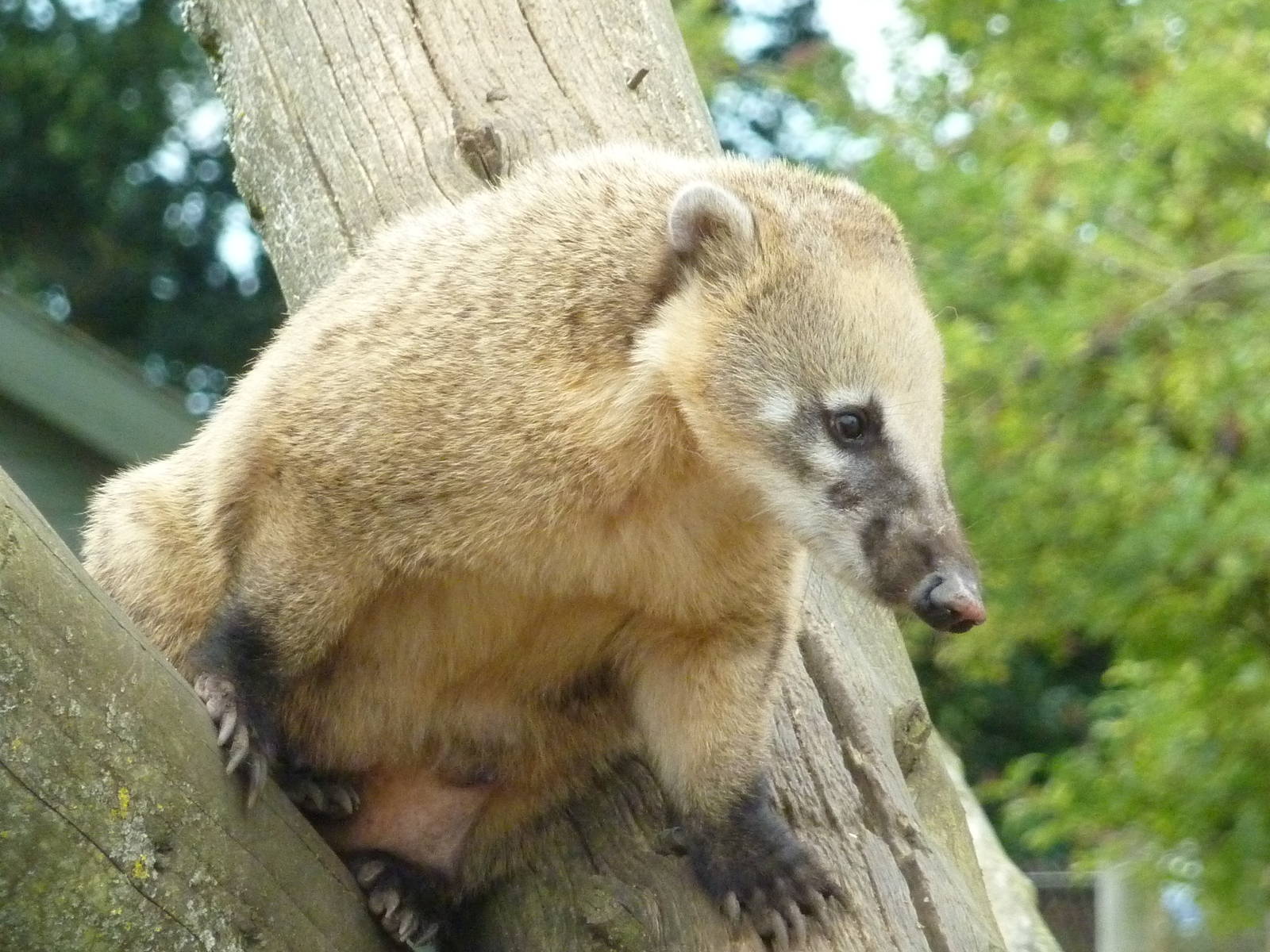 Coati - 2011