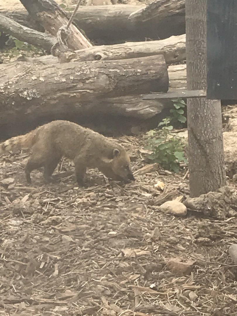 Coati (2019)