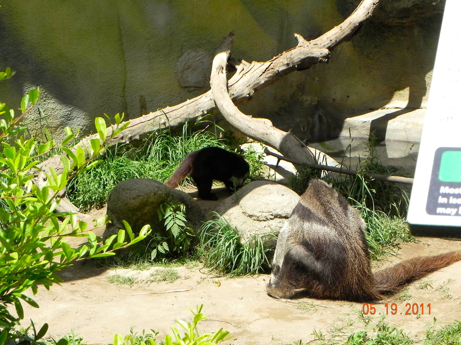 Coati and anteater