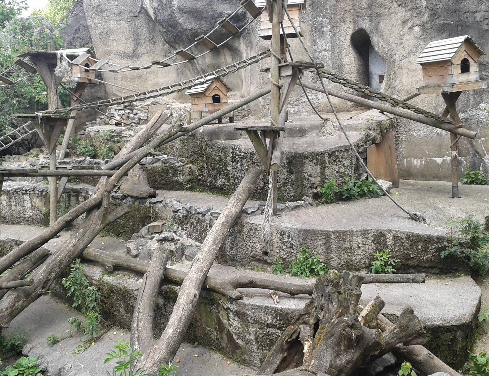 Coati and Raccoon enclosure