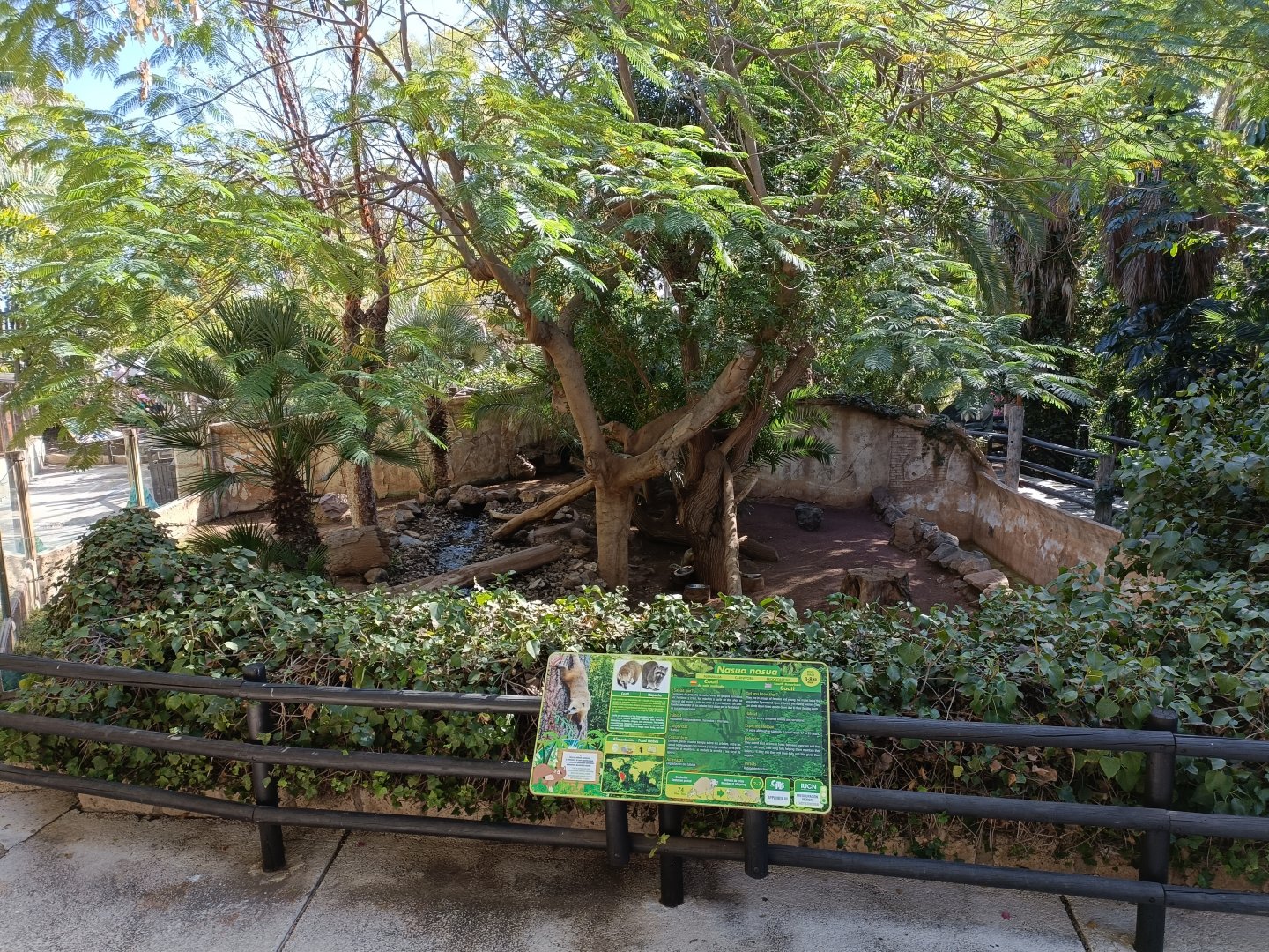 Coati and raccoon exhibit