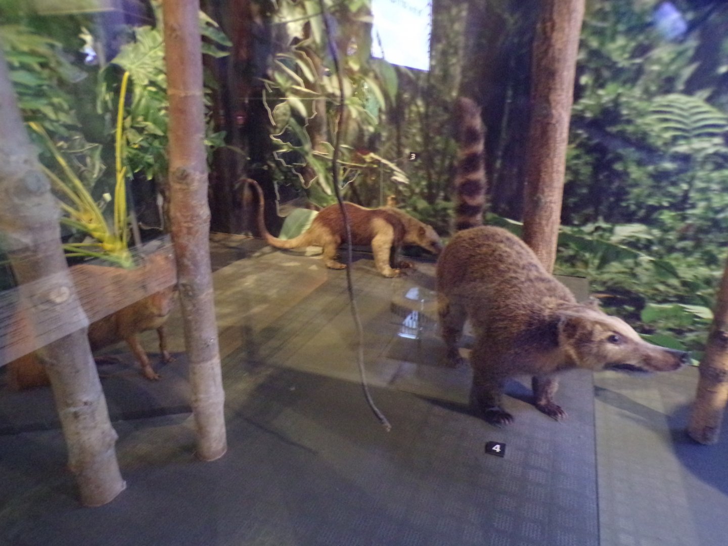 Coati and Tamandua (taken at Kelvingrove museum) 12.2.24