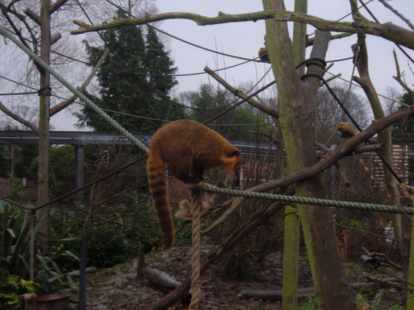 Coati at Chester Zoo, 2005