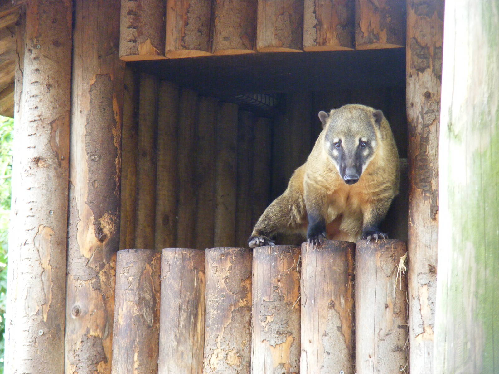 Coati at Drusillas Park, 23 May 2009