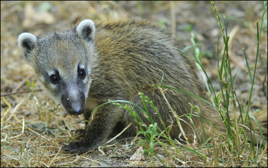 Coati at Neuwied zoo