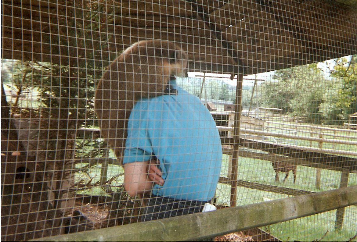 Coati at Sleepy Hollow Farm Park, 25 May 1999