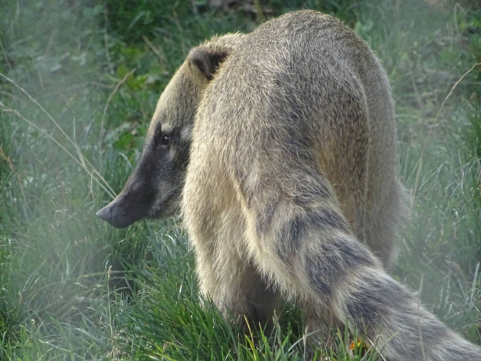 Coati at Yorkshire Wildlife Park