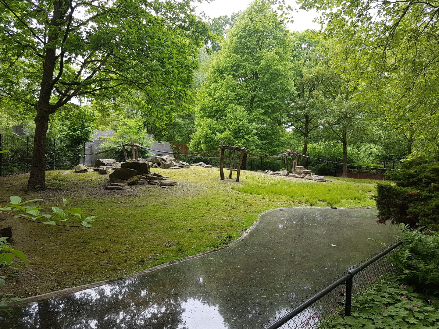 Coati - Chacoan peccary-enclosure
