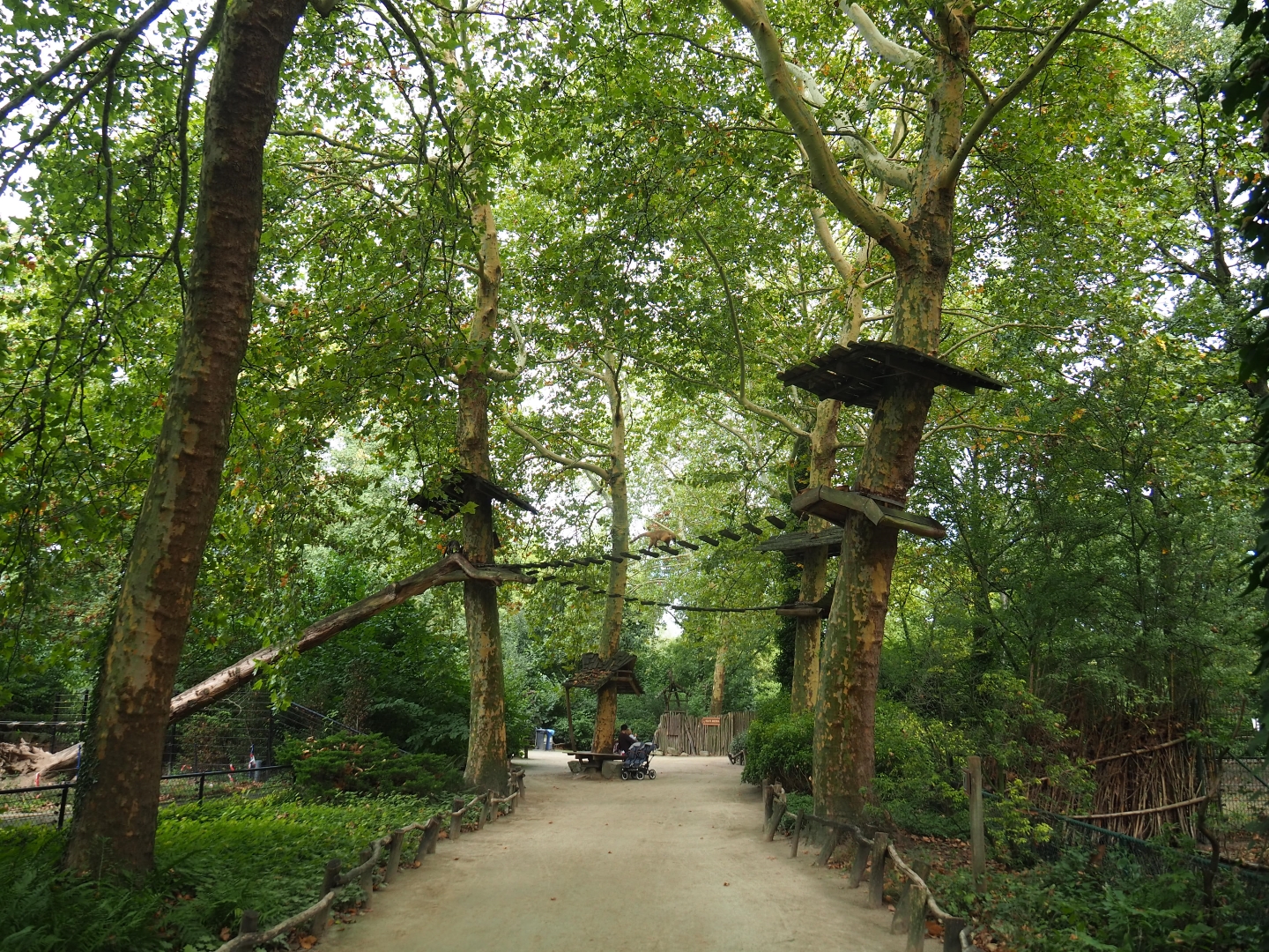 Coati climbing structures overhead visitor pathway
