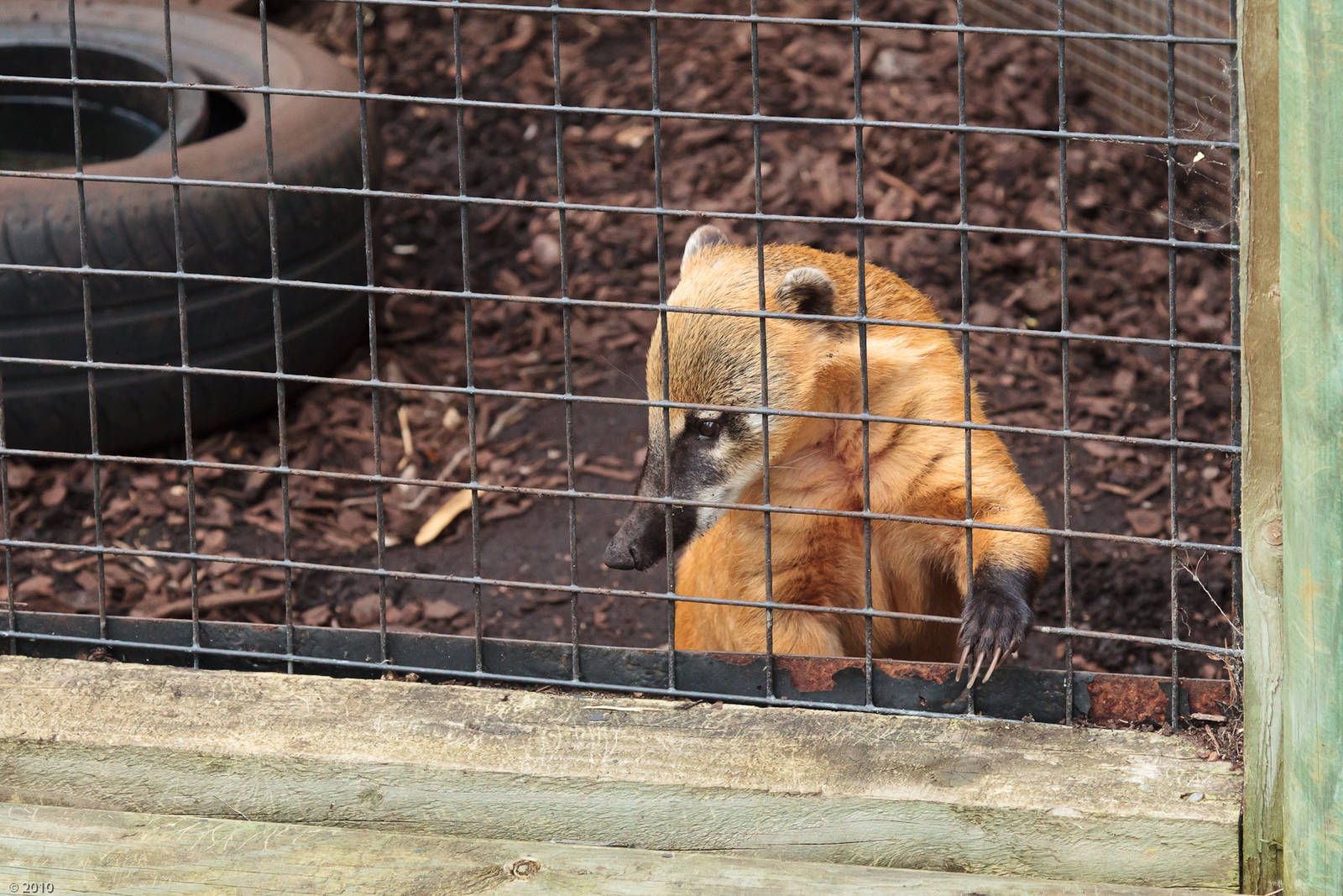 Coati - Closing Day - 05/09/2010