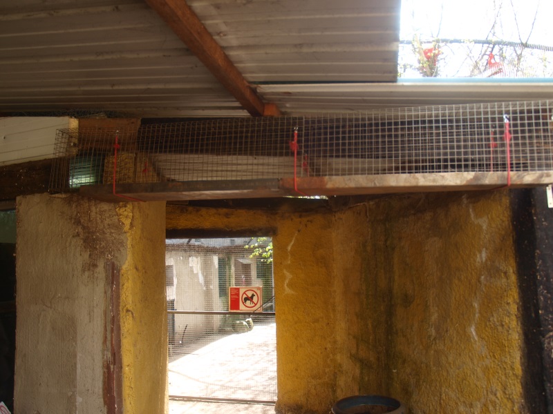 Coati corridor and entrance to aviary (April 19th, 2015)