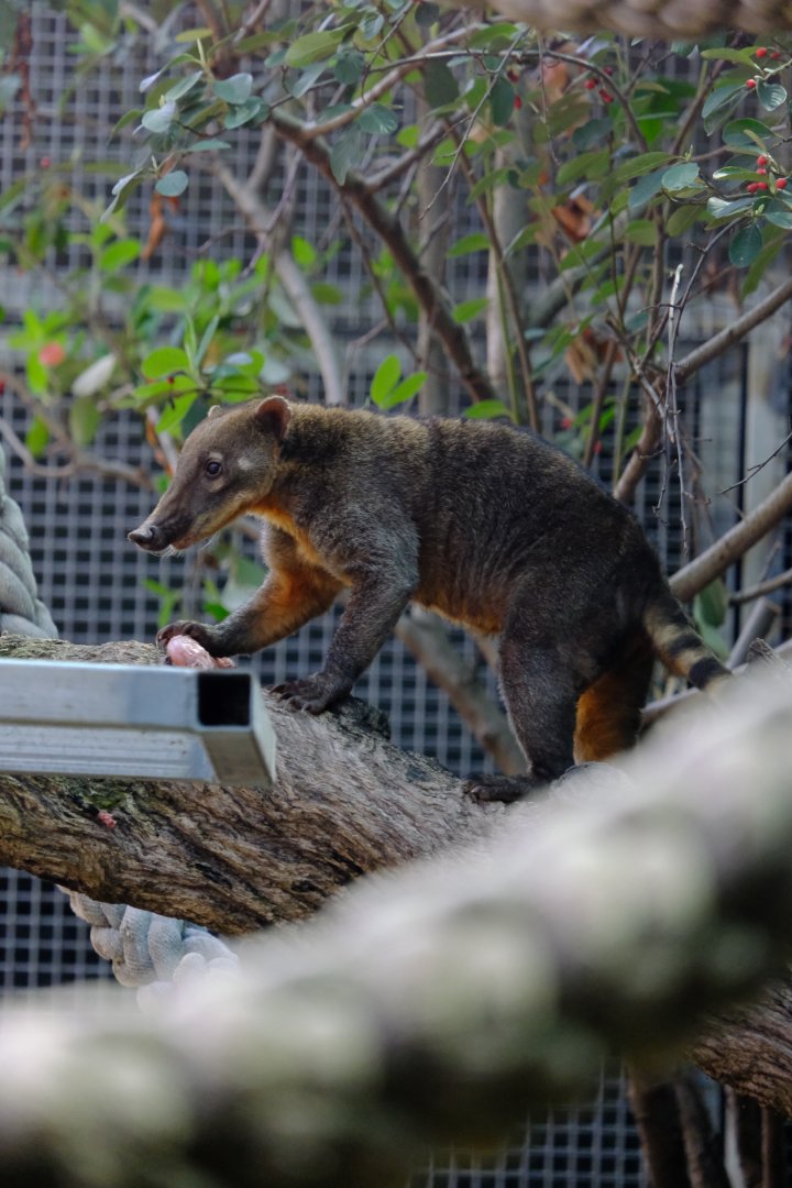 Coati - Darling Downs Zoo