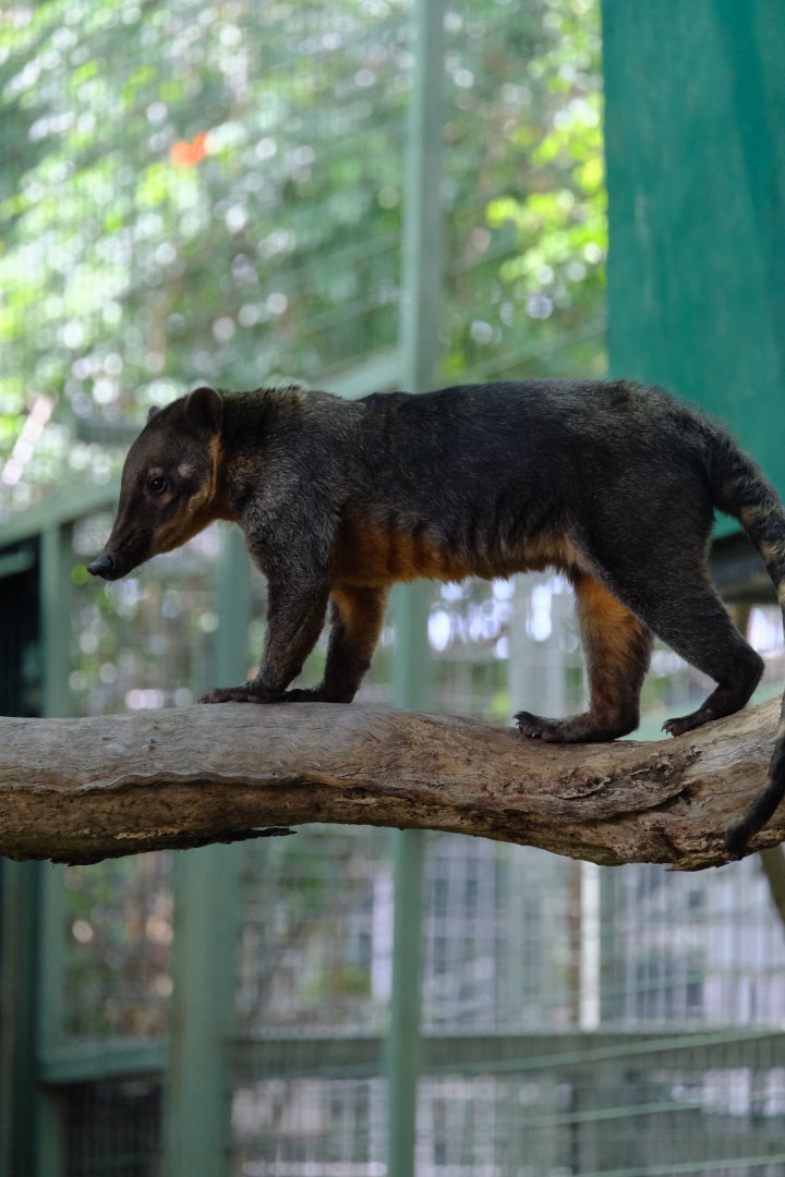 Coati - Darling Downs Zoo