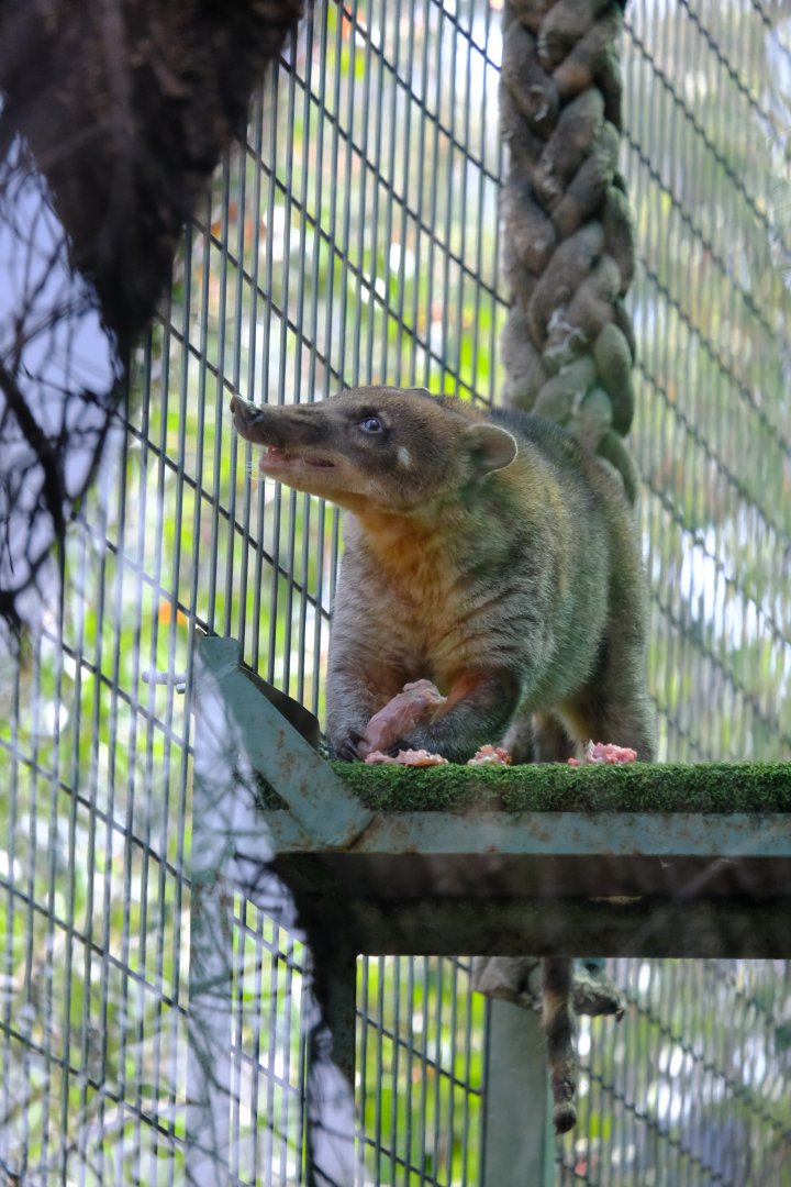 Coati - Darling Downs Zoo