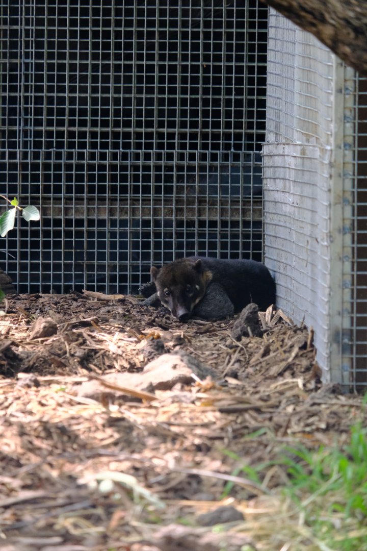 Coati - Darling Downs Zoo